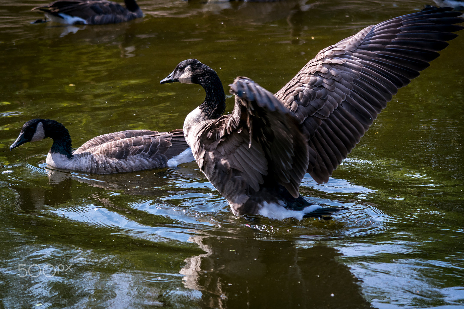 Samsung NX1000 + Samsung NX 50-200mm F4-5.6 ED OIS sample photo. Safe landing photography