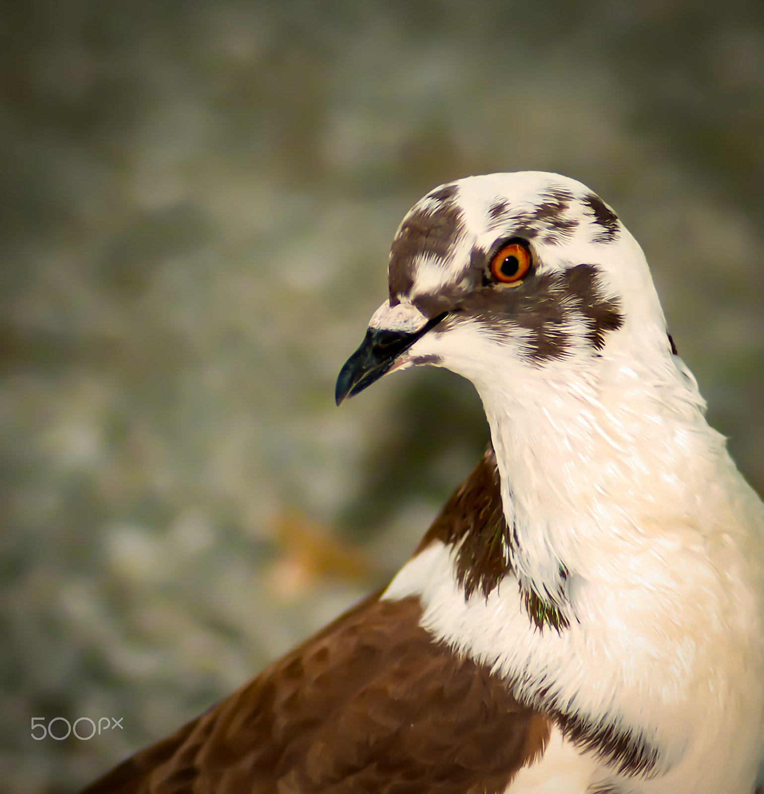 Tokina AT-X Pro 100mm F2.8 Macro sample photo. Pigeon portrait ii photography