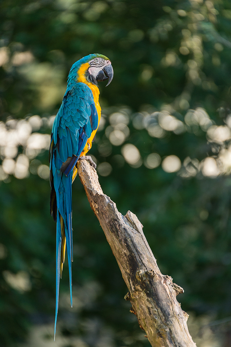 Sigma 50-500mm F4.5-6.3 DG OS HSM sample photo. Acrobat beautiful photography