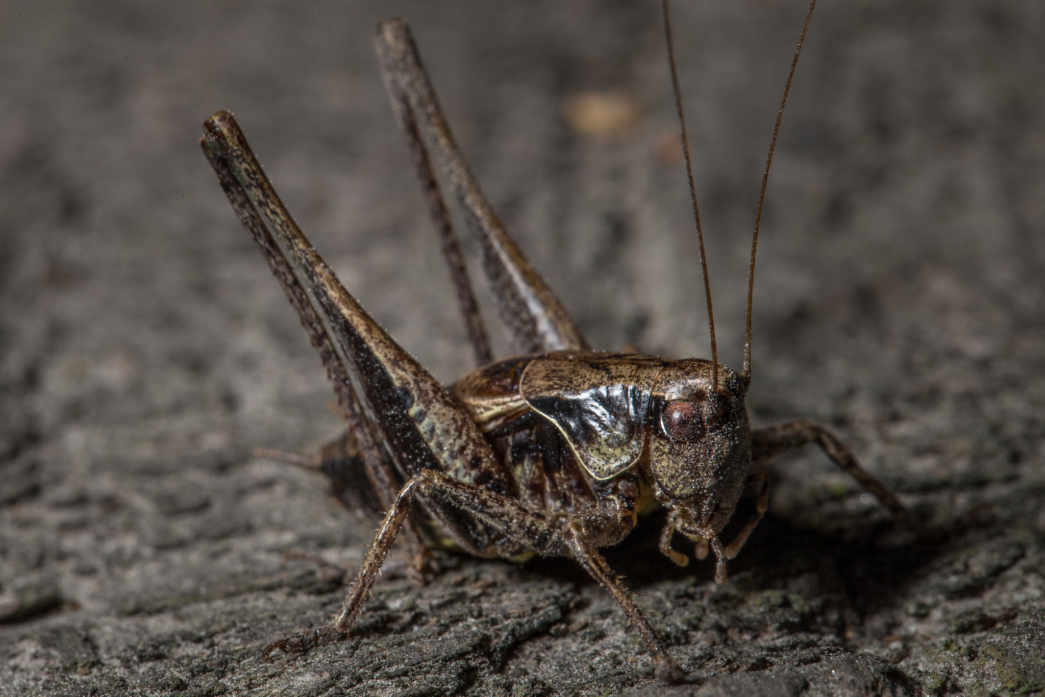 Grasshopper on a log macro