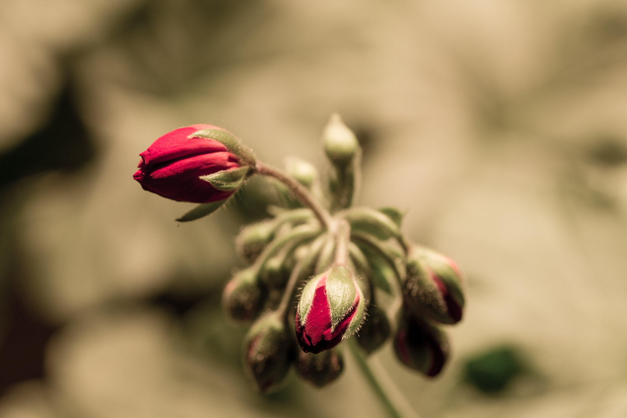 Canon EOS 700D (EOS Rebel T5i / EOS Kiss X7i) + Tamron SP AF 90mm F2.8 Di Macro sample photo. Flowers photography