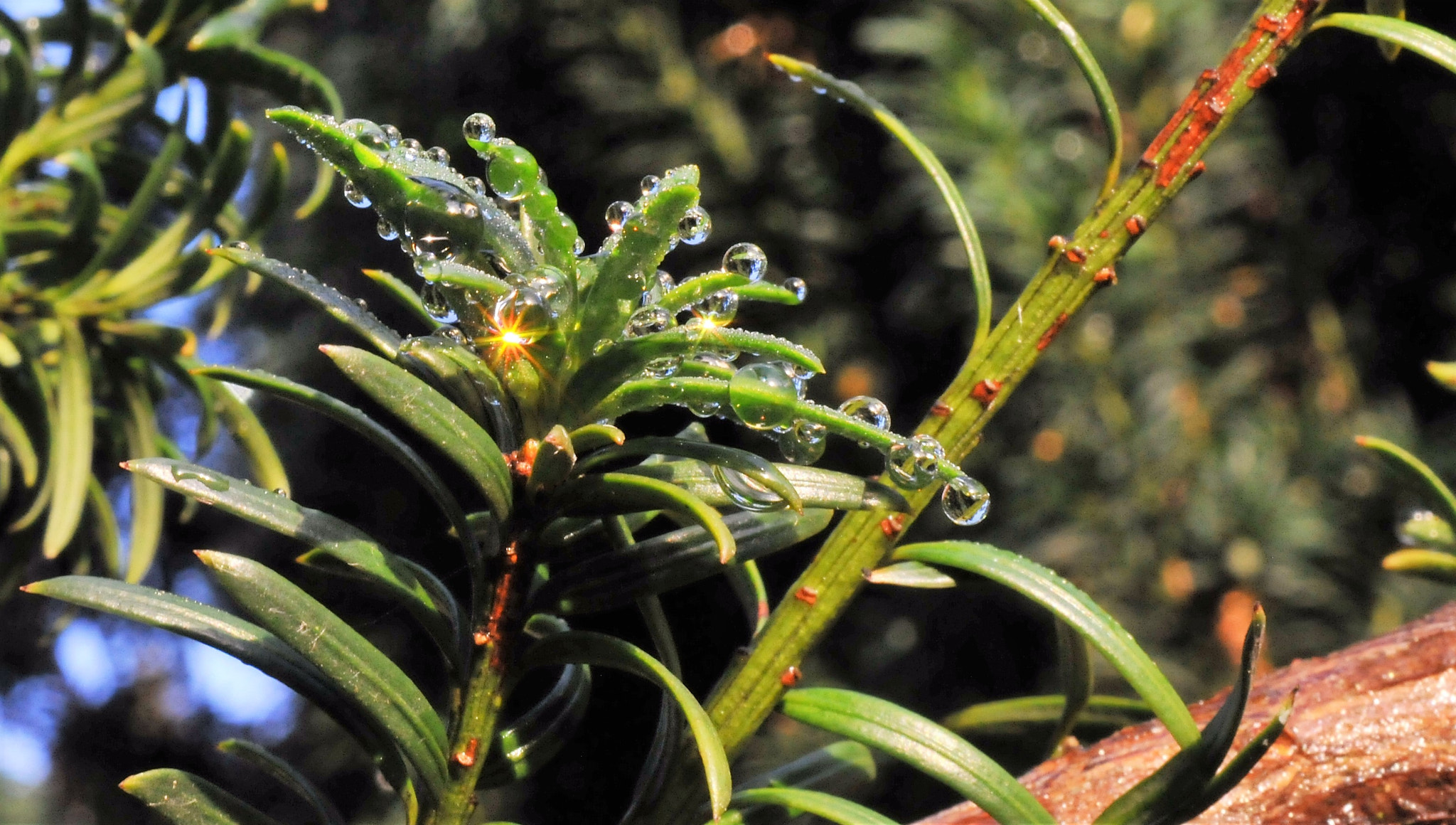 Nikon AF-S DX Micro Nikkor 40mm F2.8 sample photo. Droplets with sparkle photography