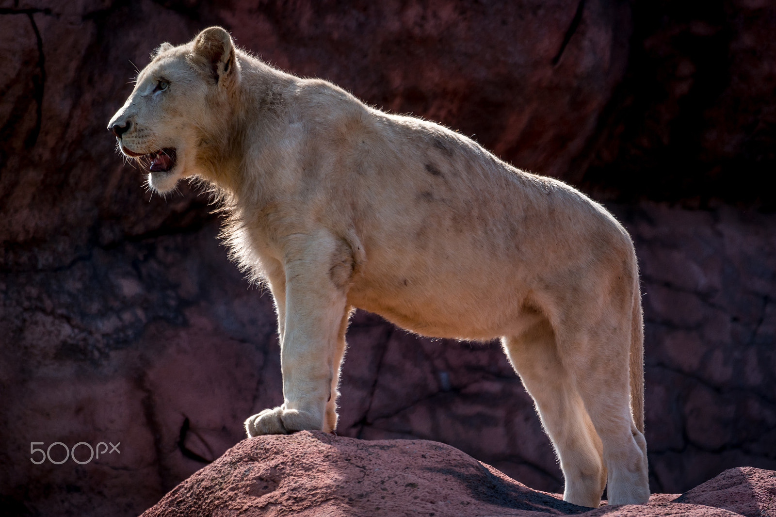 Samsung NX1000 + Samsung NX 50-200mm F4-5.6 ED OIS sample photo. Lioness photography