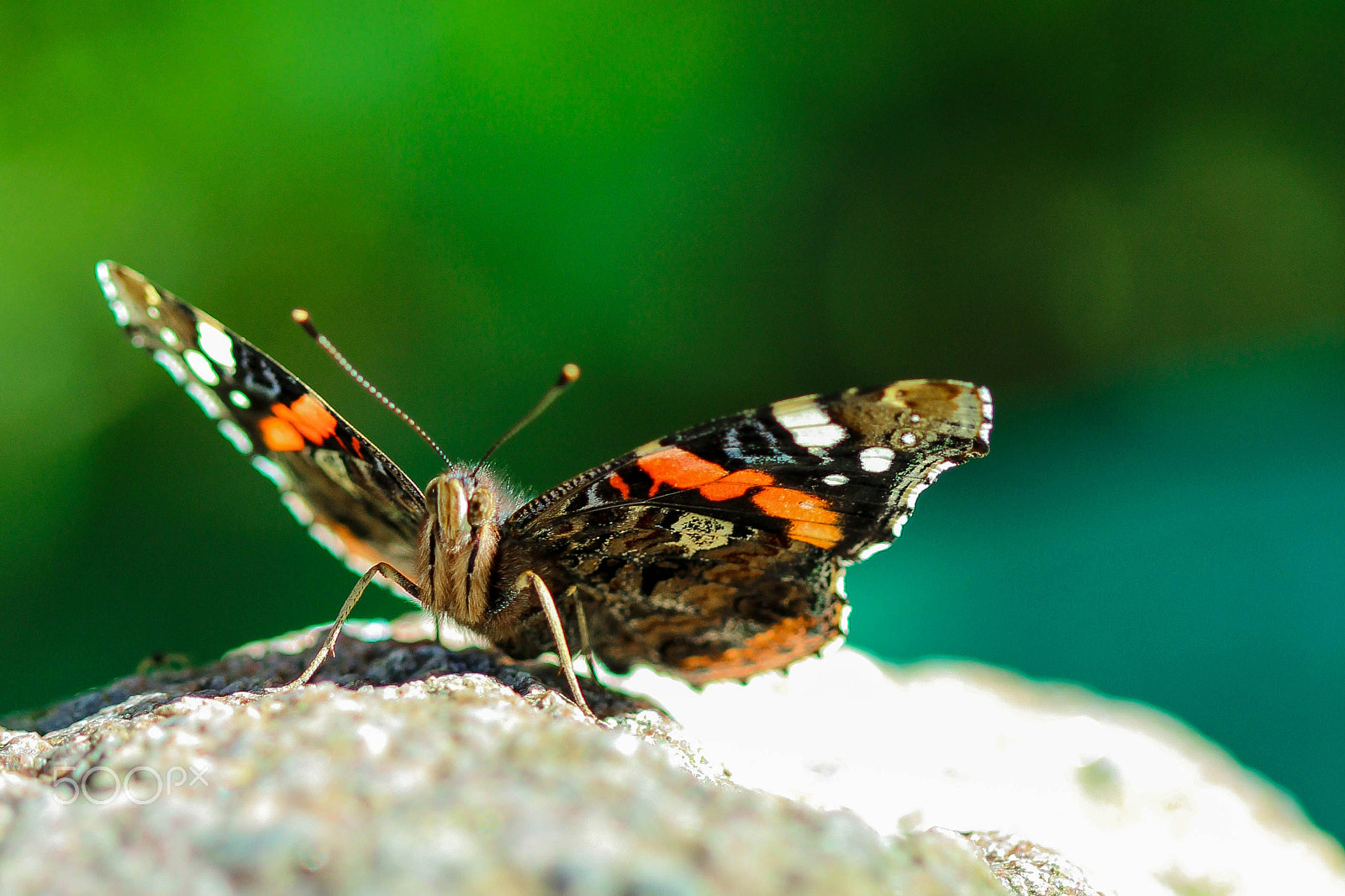 Canon EF 100mm F2.8 Macro USM sample photo. Mr. butterfly photography