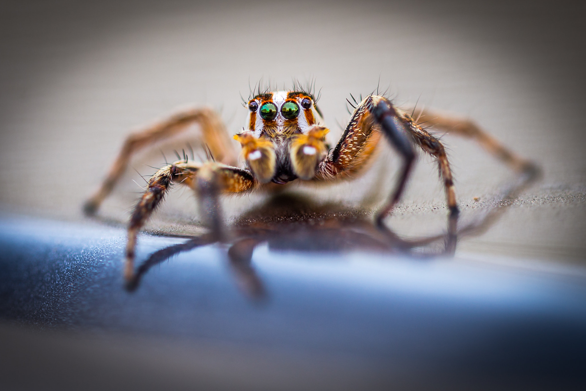 Sigma 150mm F2.8 EX DG OS Macro HSM sample photo. Focus line photography