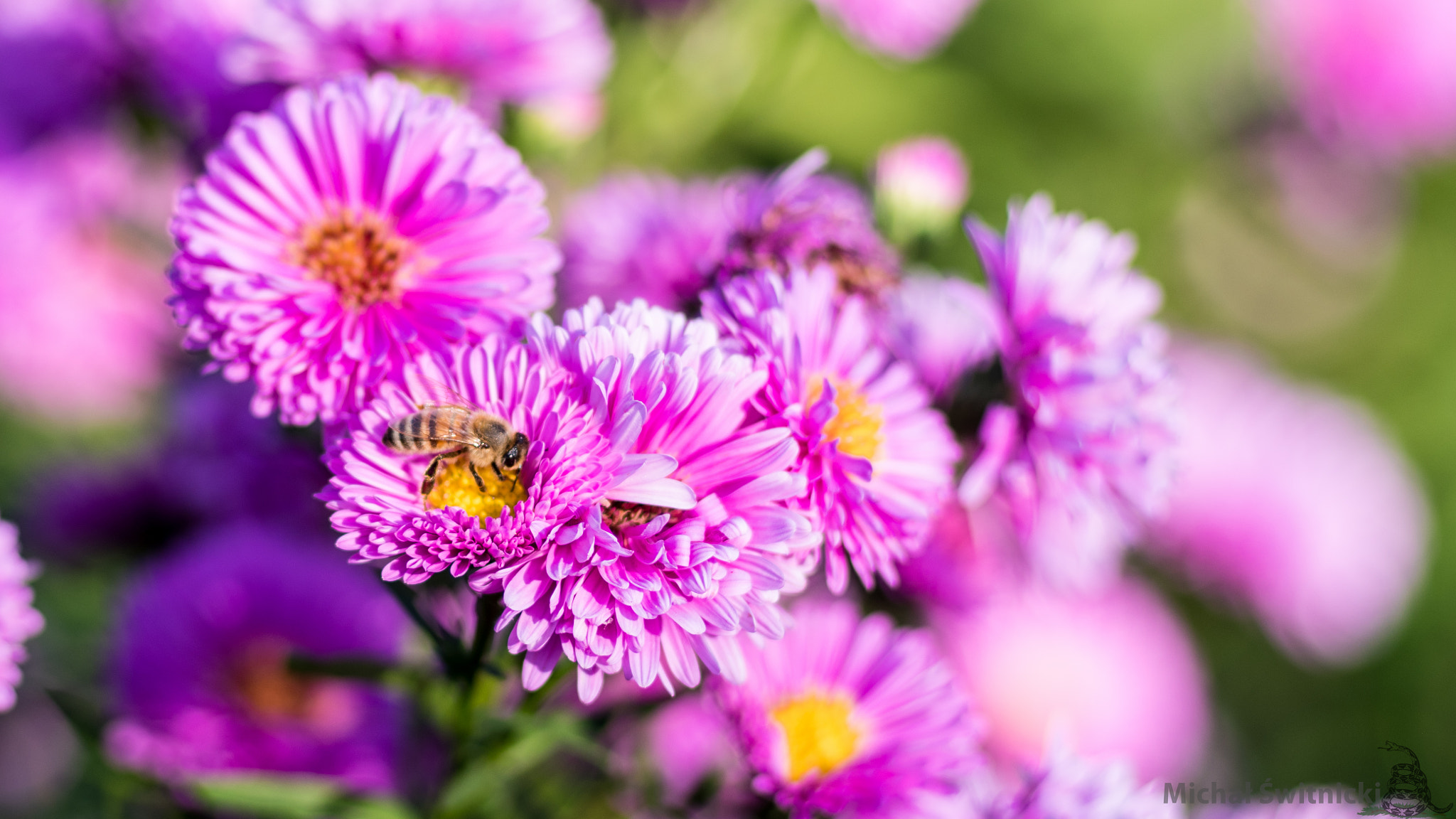 Pentax K-1 sample photo. Magenta meal photography