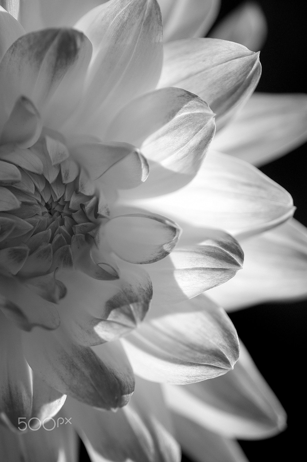 Pentax K200D sample photo. My bid dahlia photography