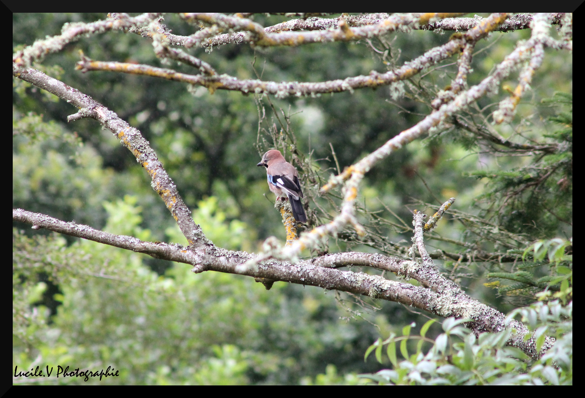 Canon EF 90-300mm F4.5-5.6 sample photo. Geai photography