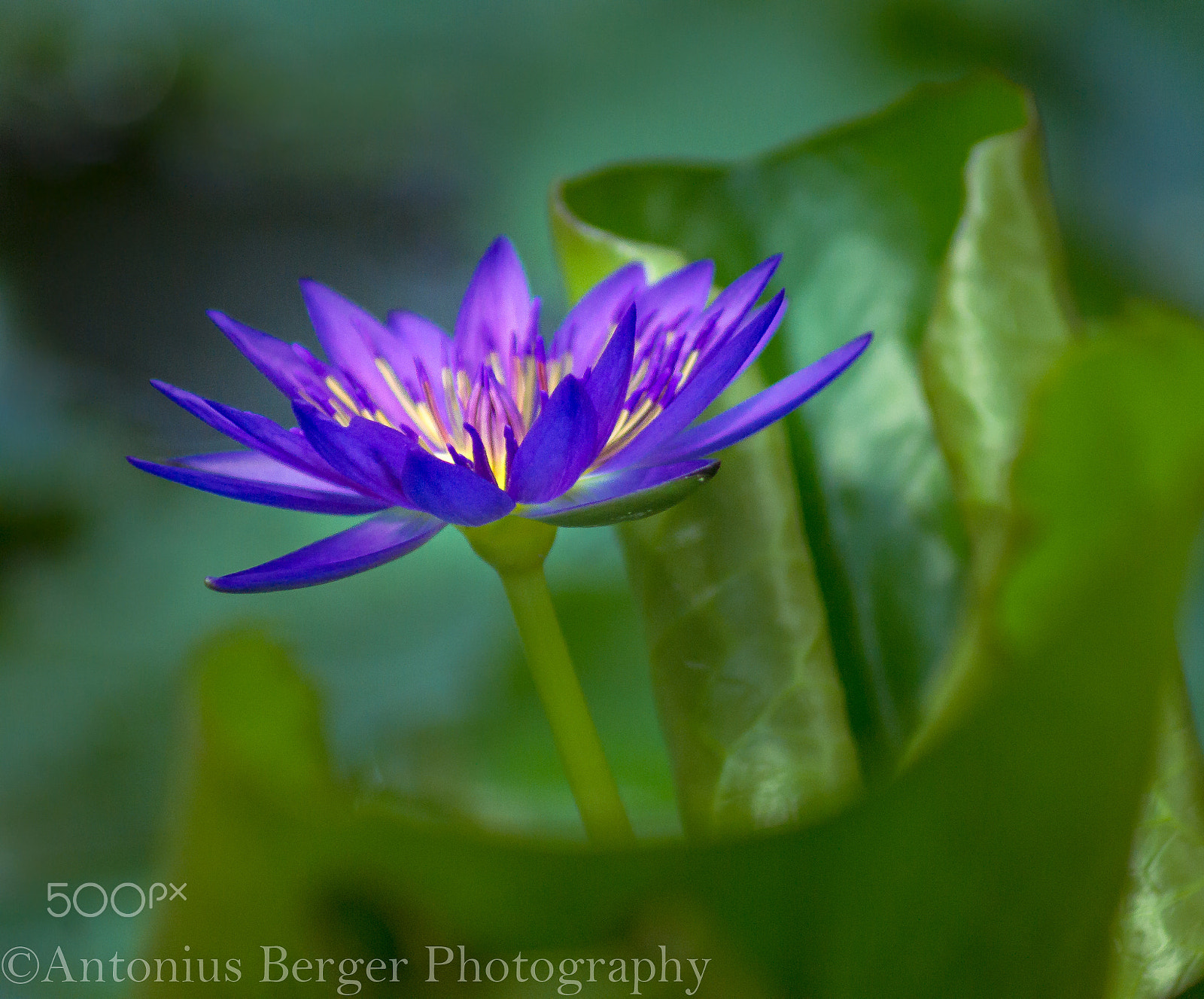 Sony Alpha DSLR-A500 sample photo. Bright waterlily photography