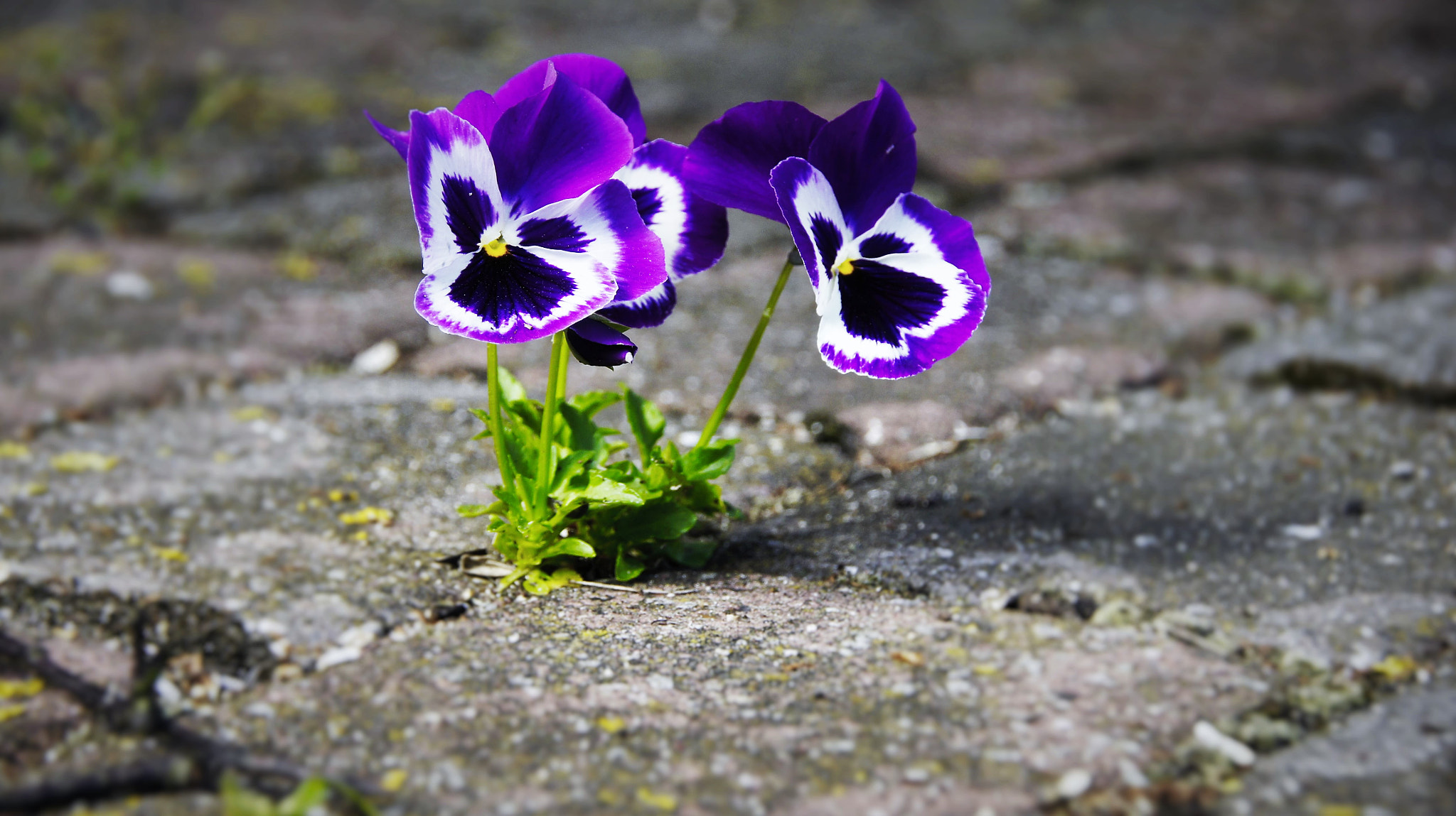 Sony SLT-A33 sample photo. Pansy photography