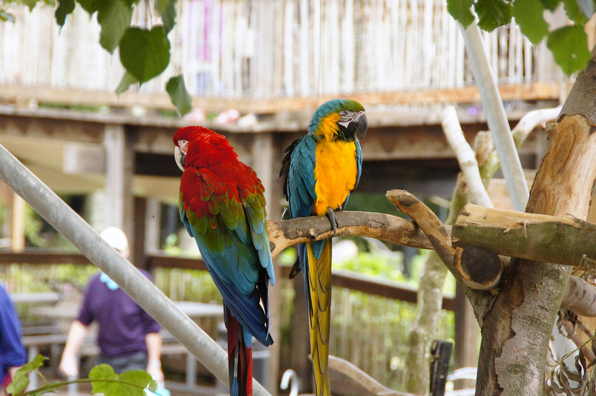 Sony SLT-A33 sample photo. Parrots photography