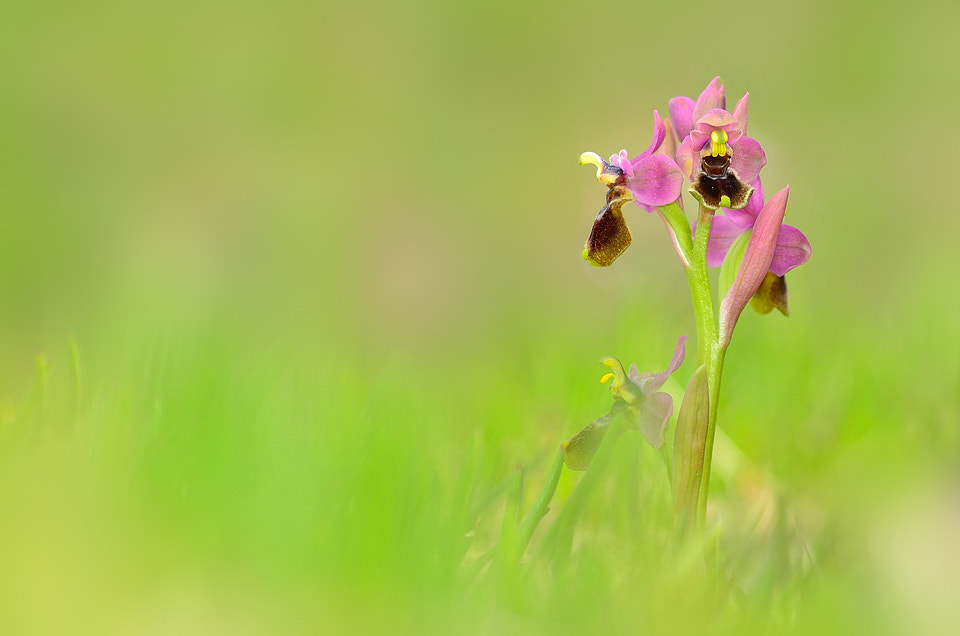 Nikon D7000 + AF Nikkor 180mm f/2.8 IF-ED sample photo. Ophrys tenthredinifera photography