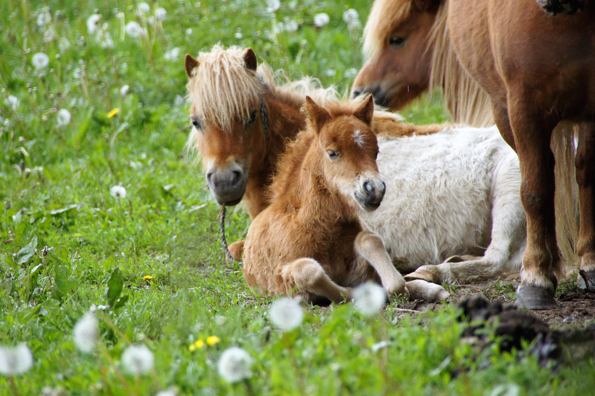 Sony SLT-A33 sample photo. Horse photography