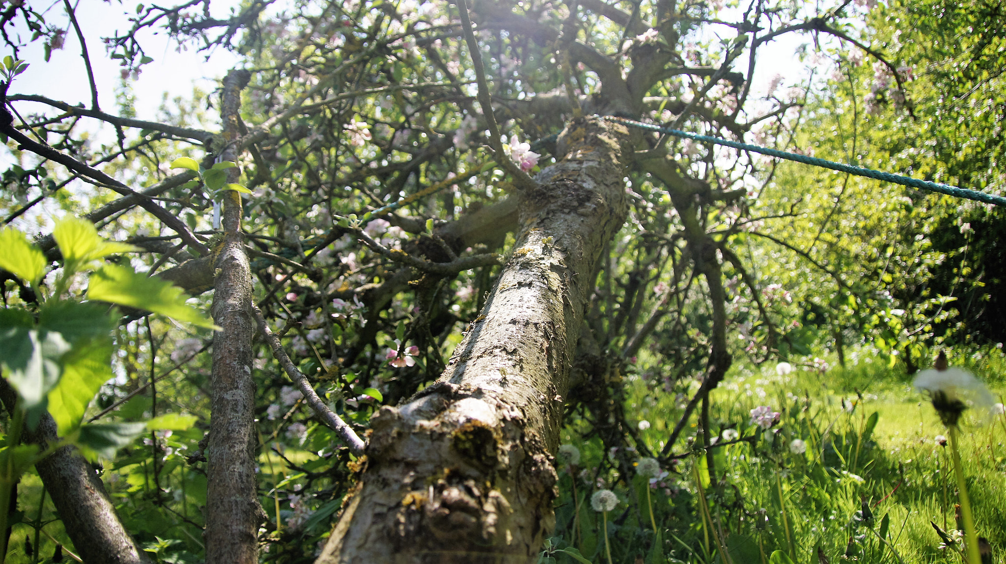 Sony SLT-A33 sample photo. Fallen tree photography