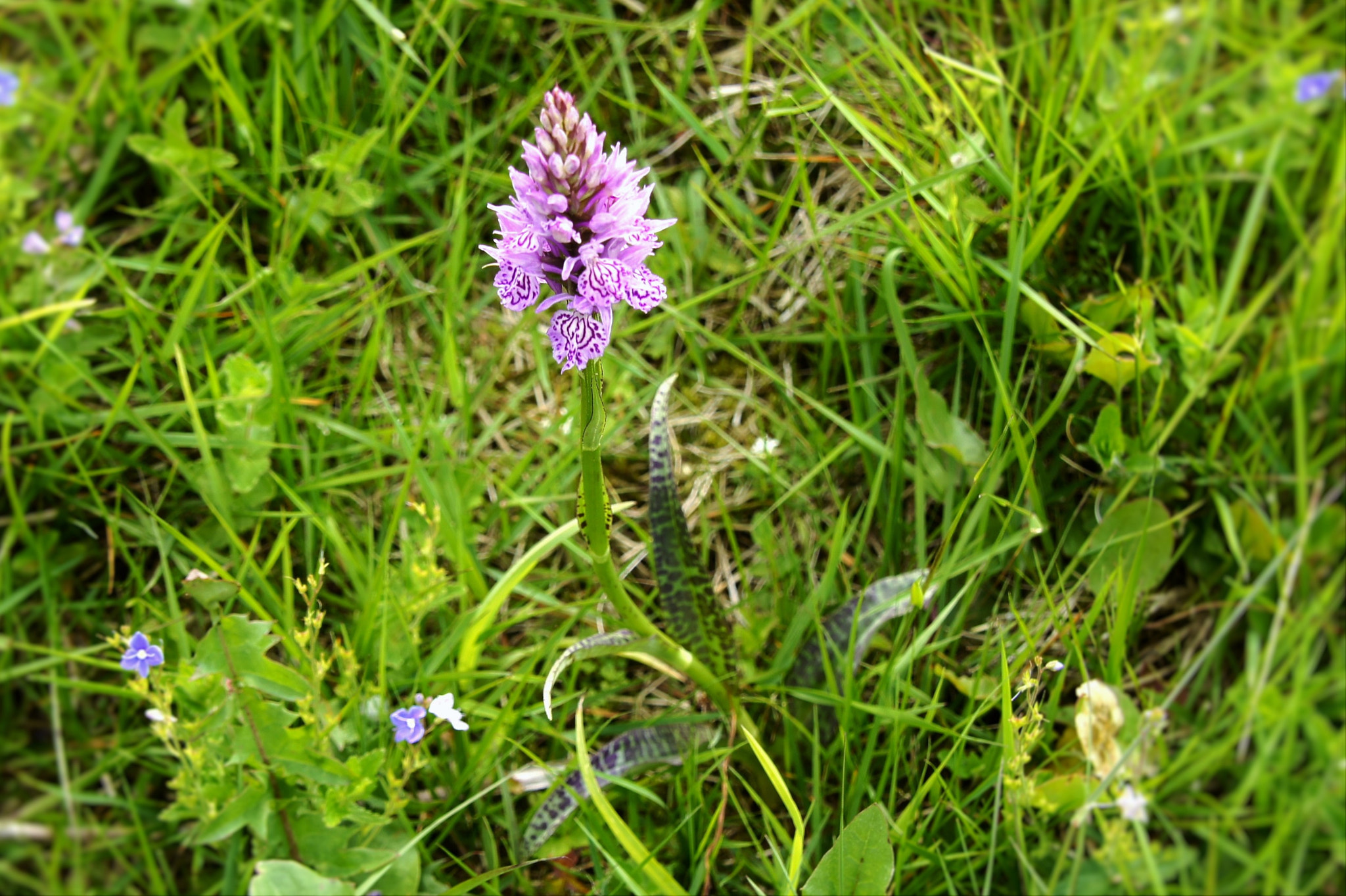Sony SLT-A33 sample photo. Wild orchid photography
