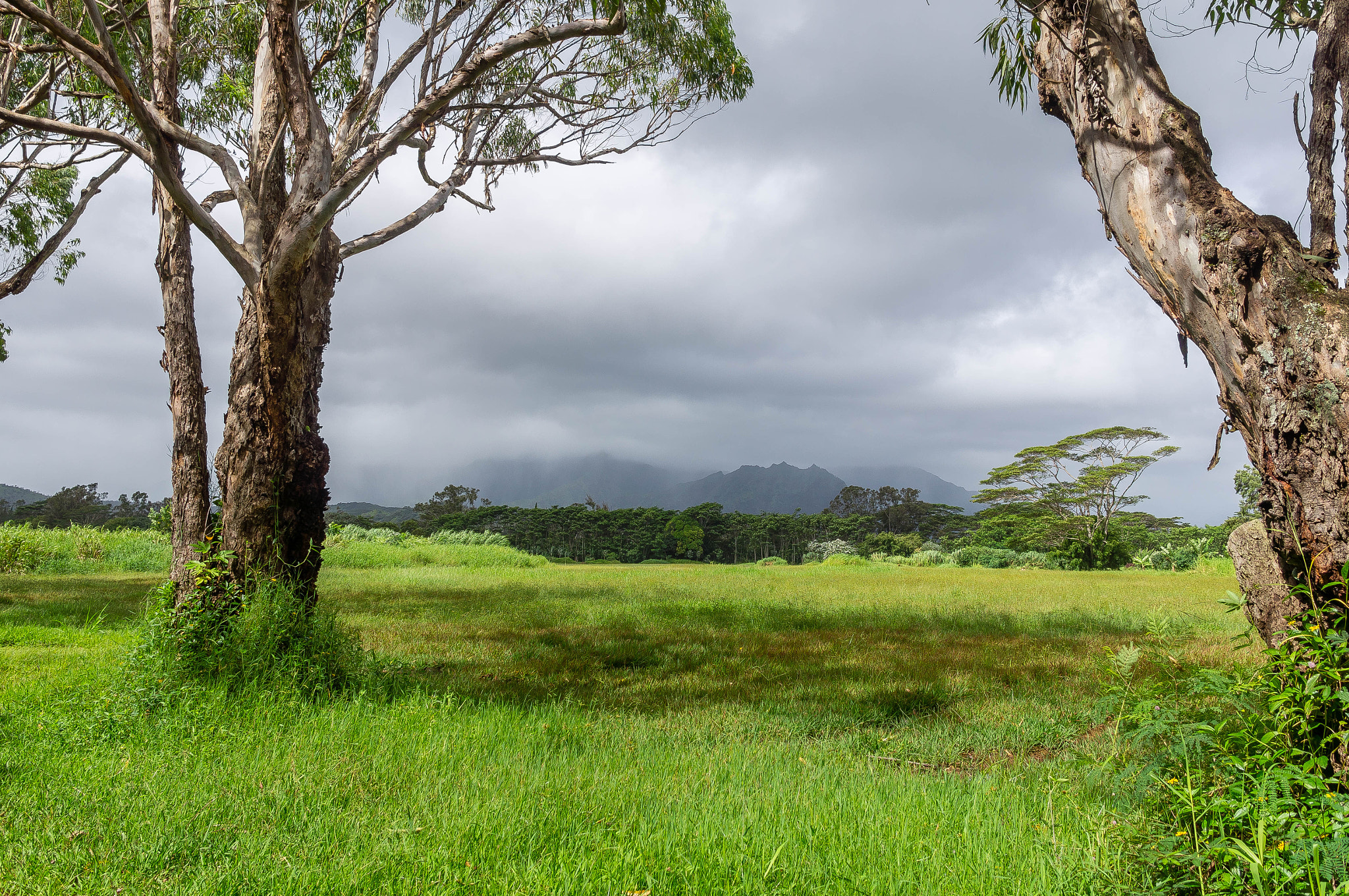 Sony Alpha NEX-5N + Sigma 19mm F2.8 EX DN sample photo. Wai koa loop photography