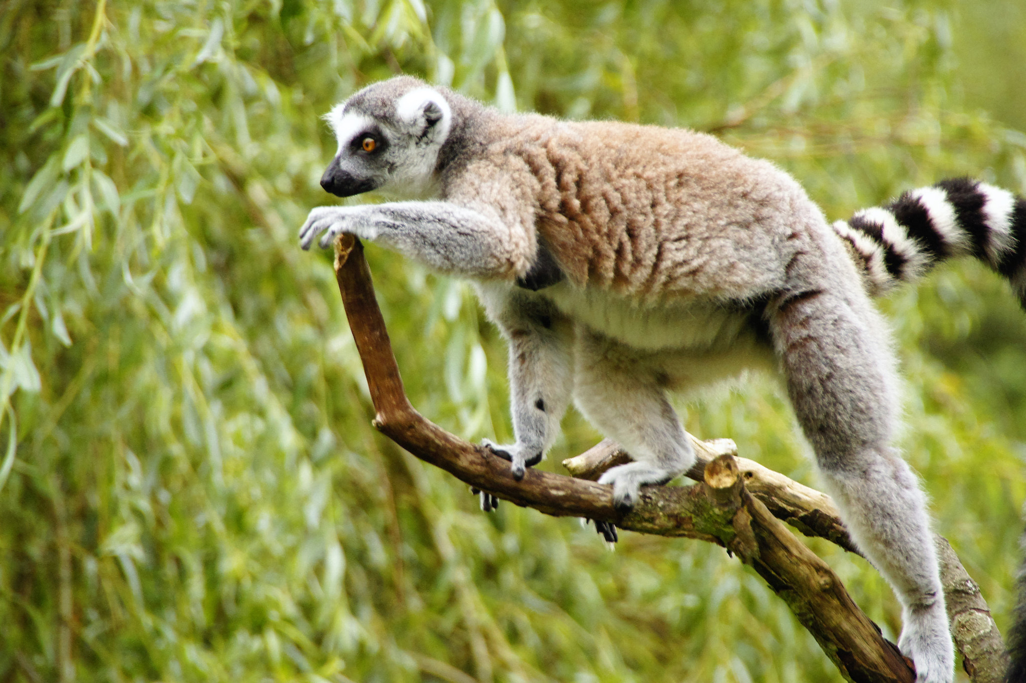 Sony SLT-A33 sample photo. Lemur photography