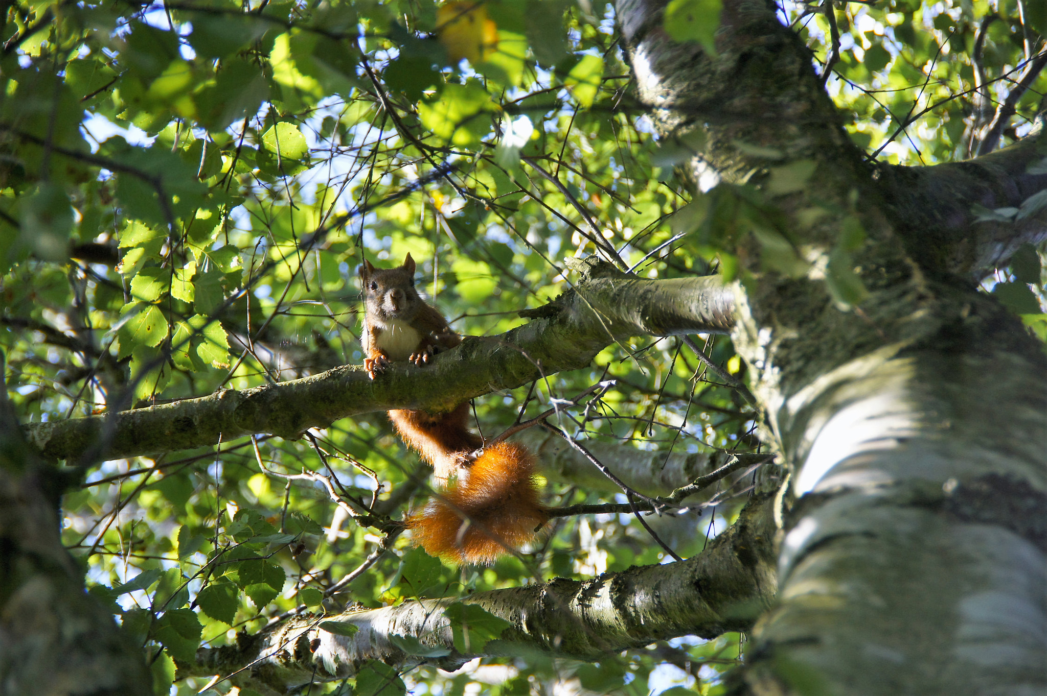 Sony SLT-A33 sample photo. Squirrel photography