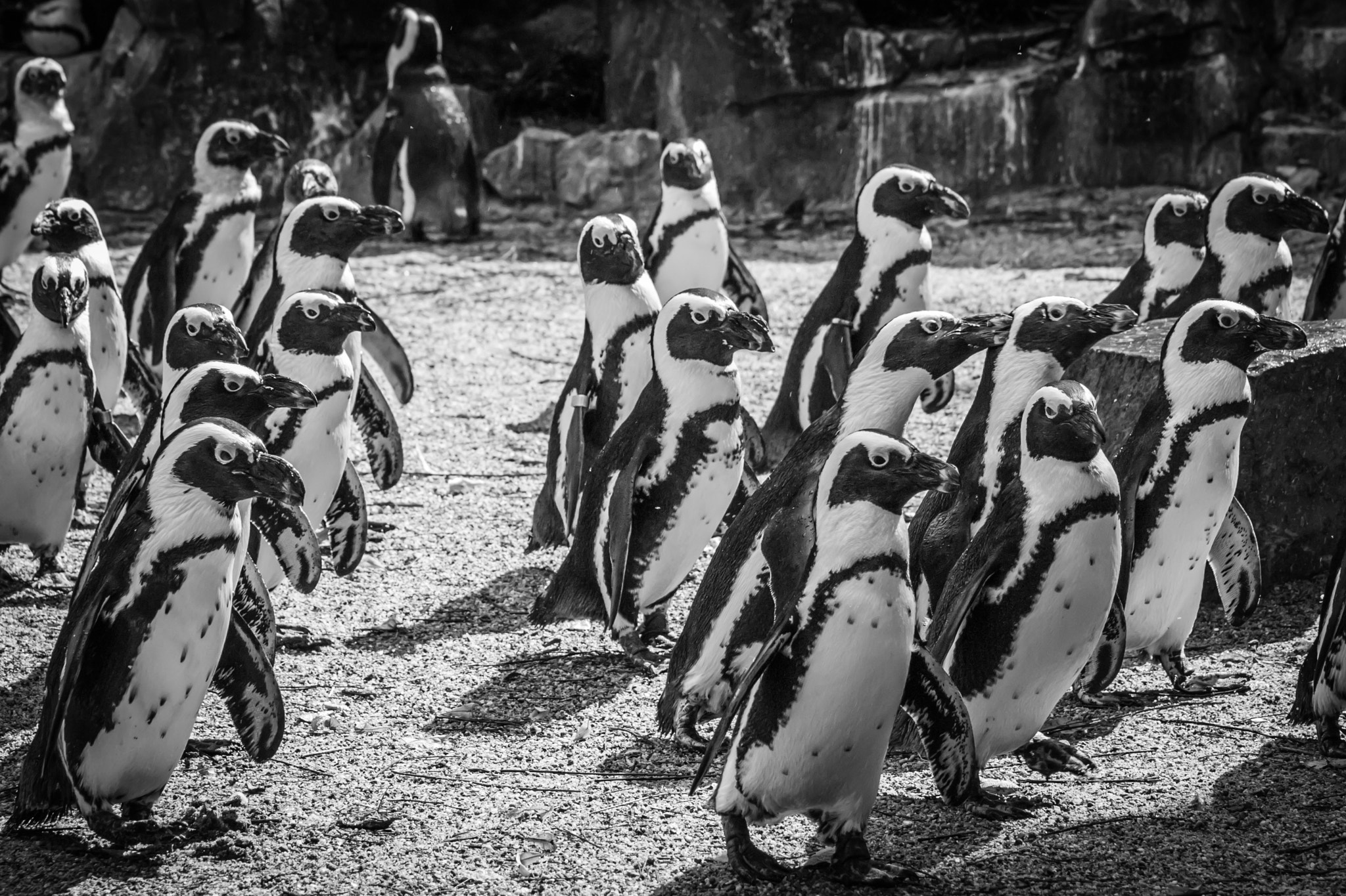 Pentax K10D sample photo. Black-footed penguins on the move in black and white photography