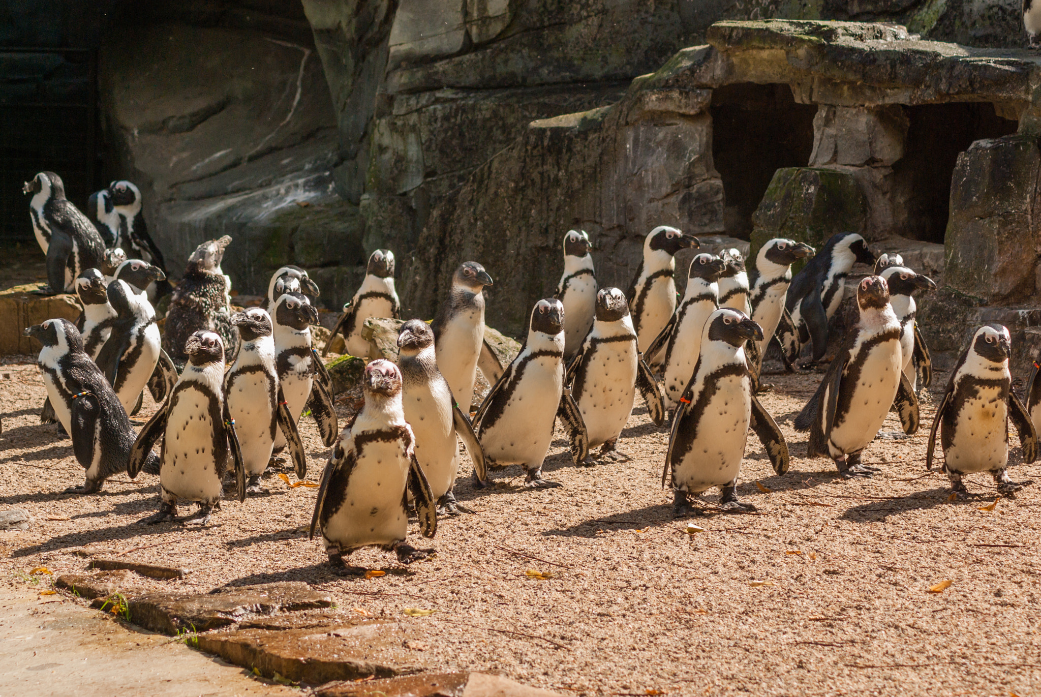Pentax K10D sample photo. African penguin colony on the move photography