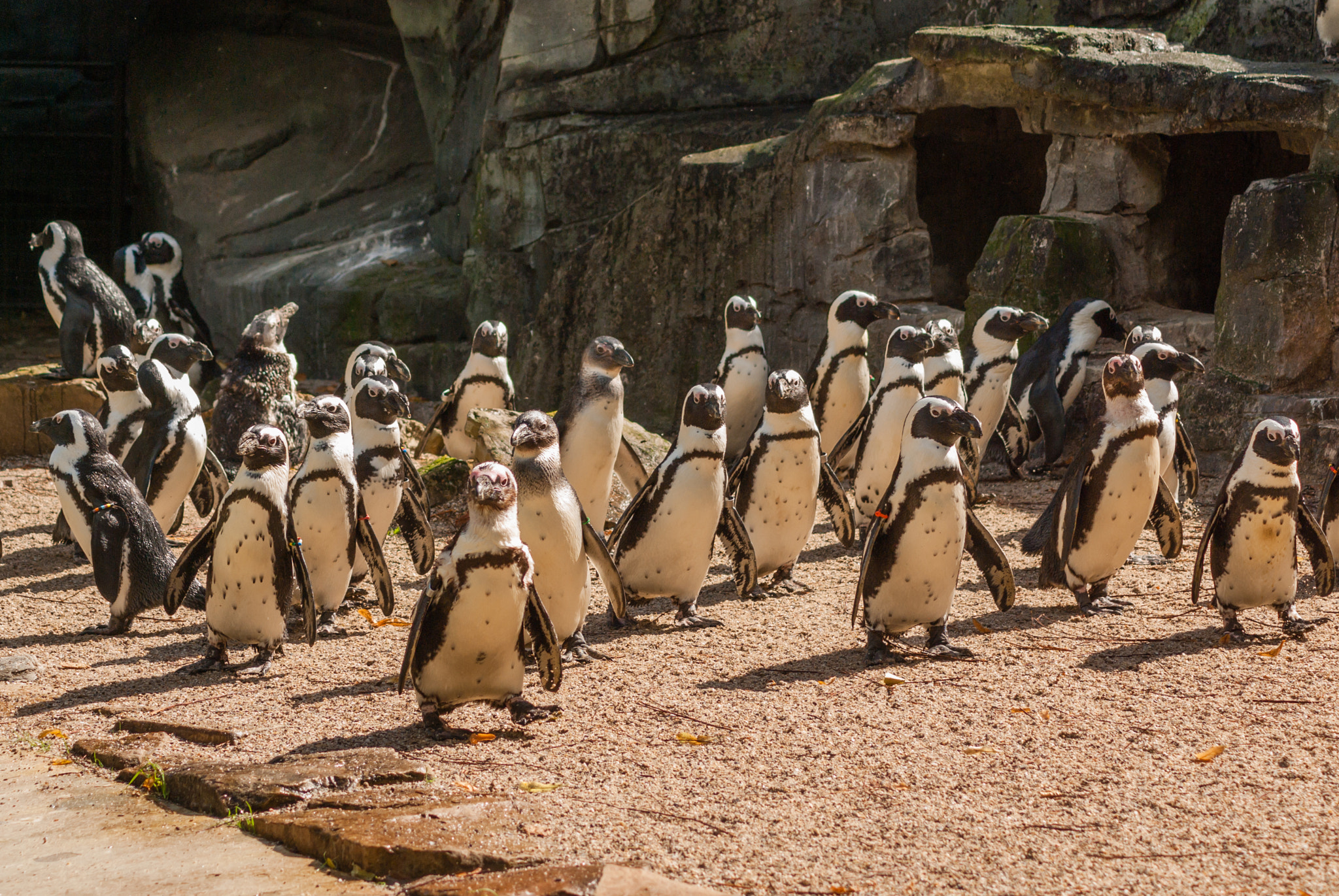 Tamron AF 70-300mm F4-5.6 Di LD Macro sample photo. African penguin colony on the move photography