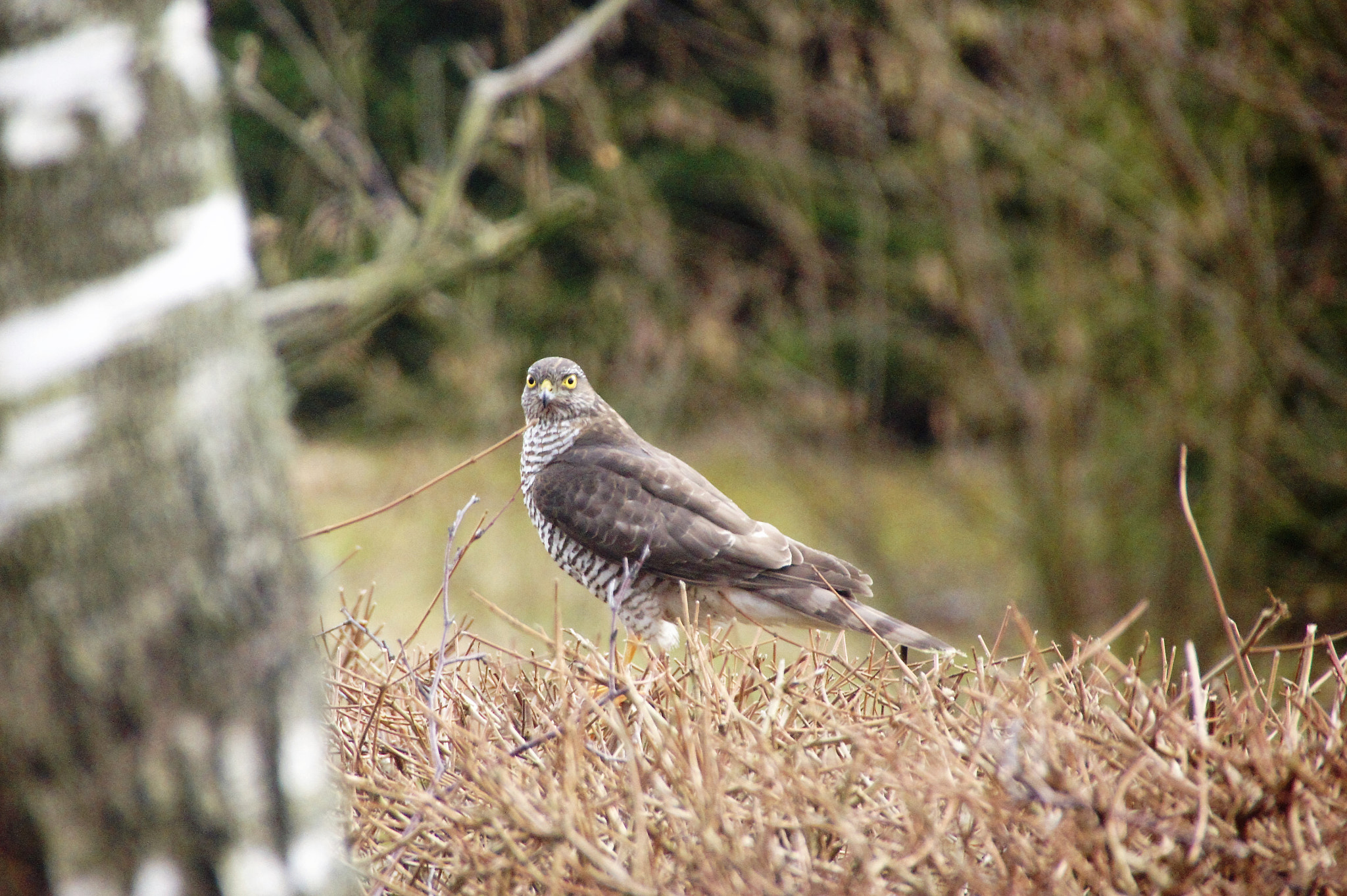 Sony SLT-A33 sample photo. Hawk photography
