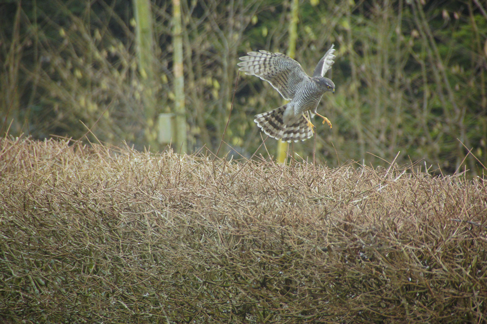 Sony SLT-A33 sample photo. Hawk photography