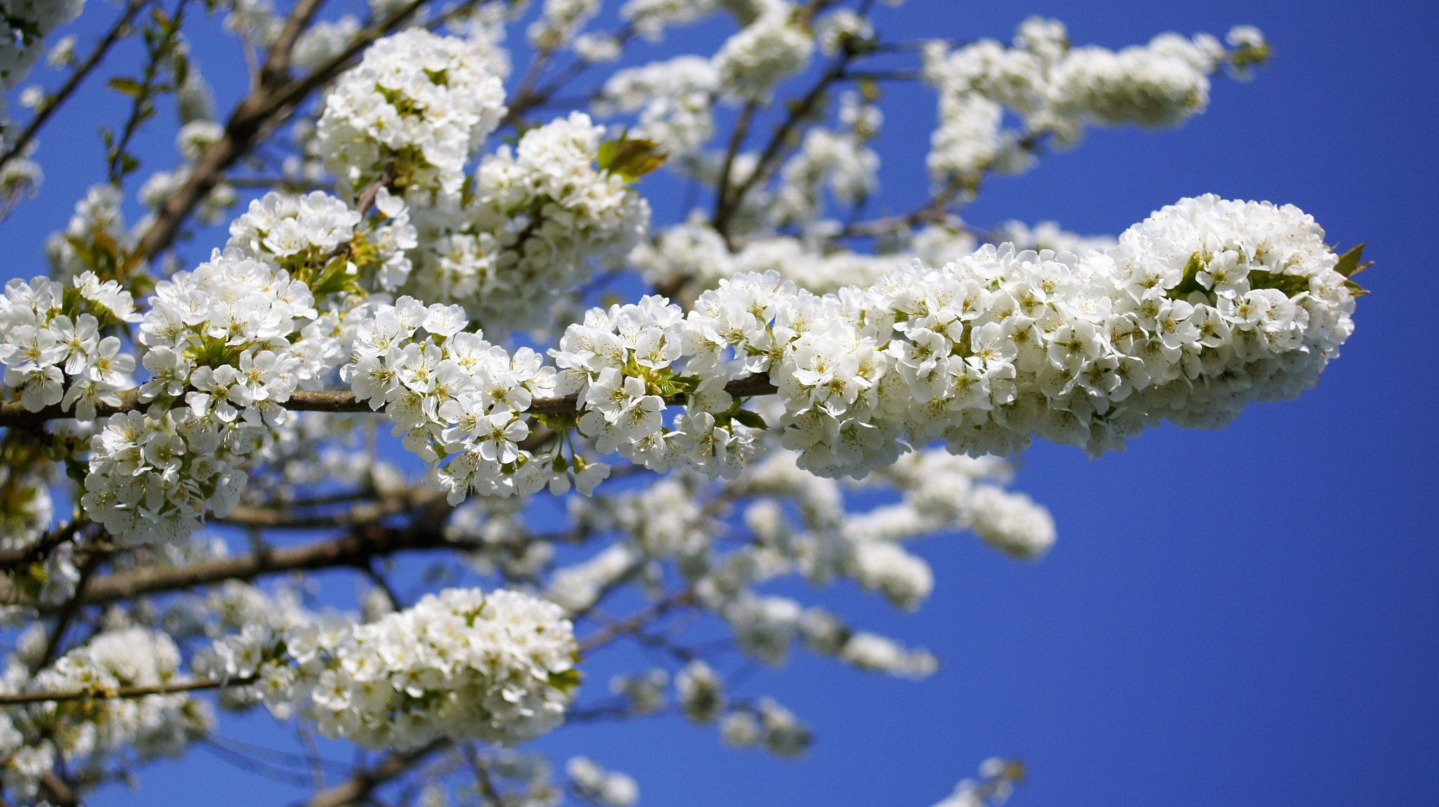 Sony DT 30mm F2.8 Macro SAM sample photo. Apple tree photography