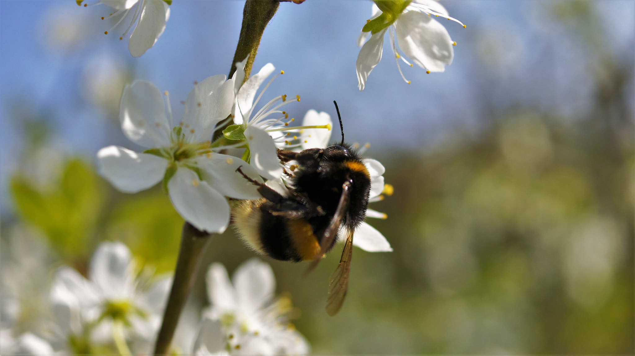 Sony DT 30mm F2.8 Macro SAM sample photo. Bumblebee photography