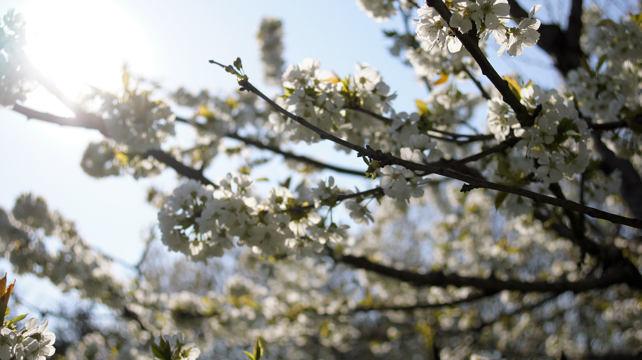 Sony DT 30mm F2.8 Macro SAM sample photo. Apple tree photography