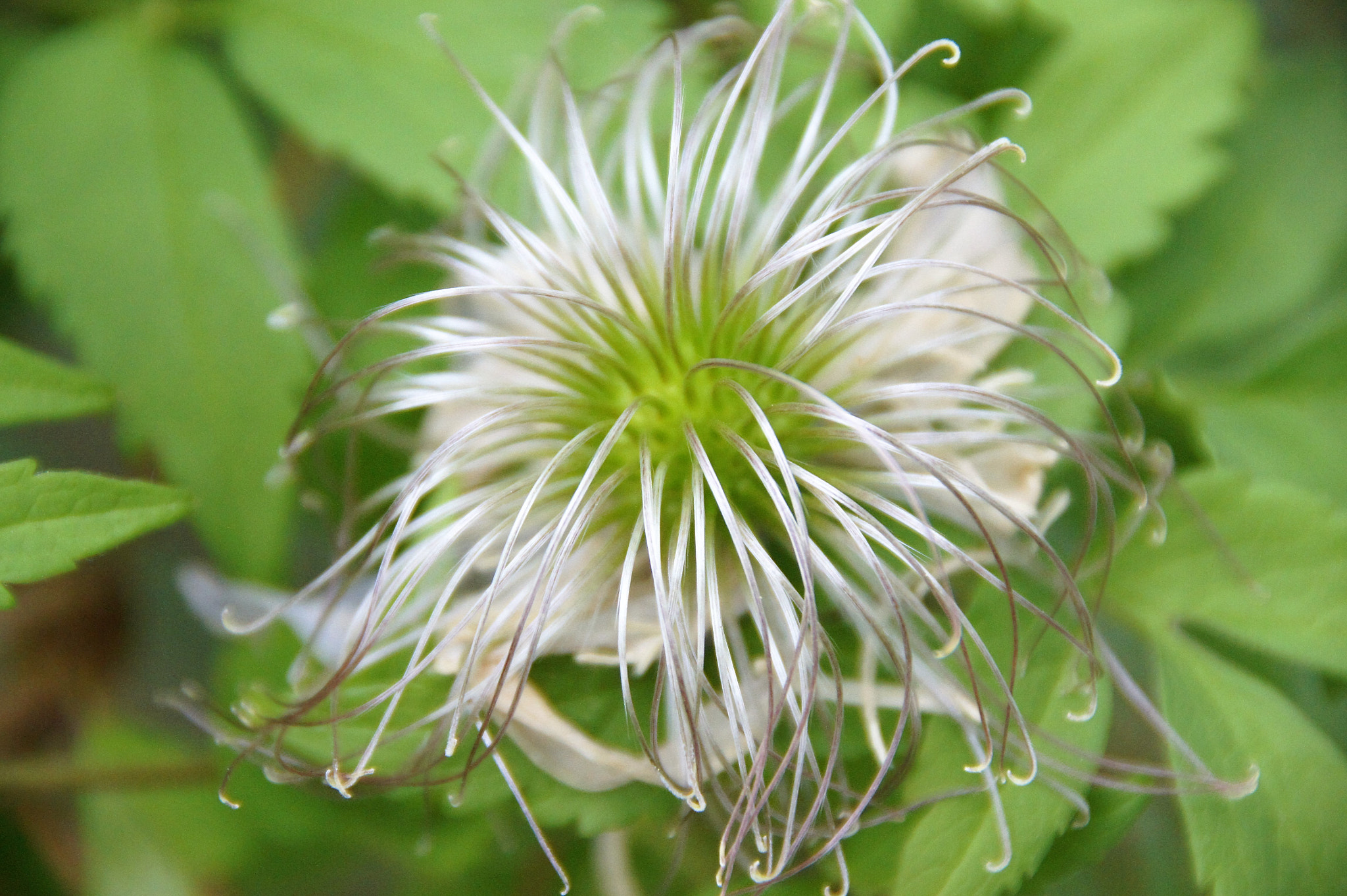 Sony SLT-A33 sample photo. Flower photography