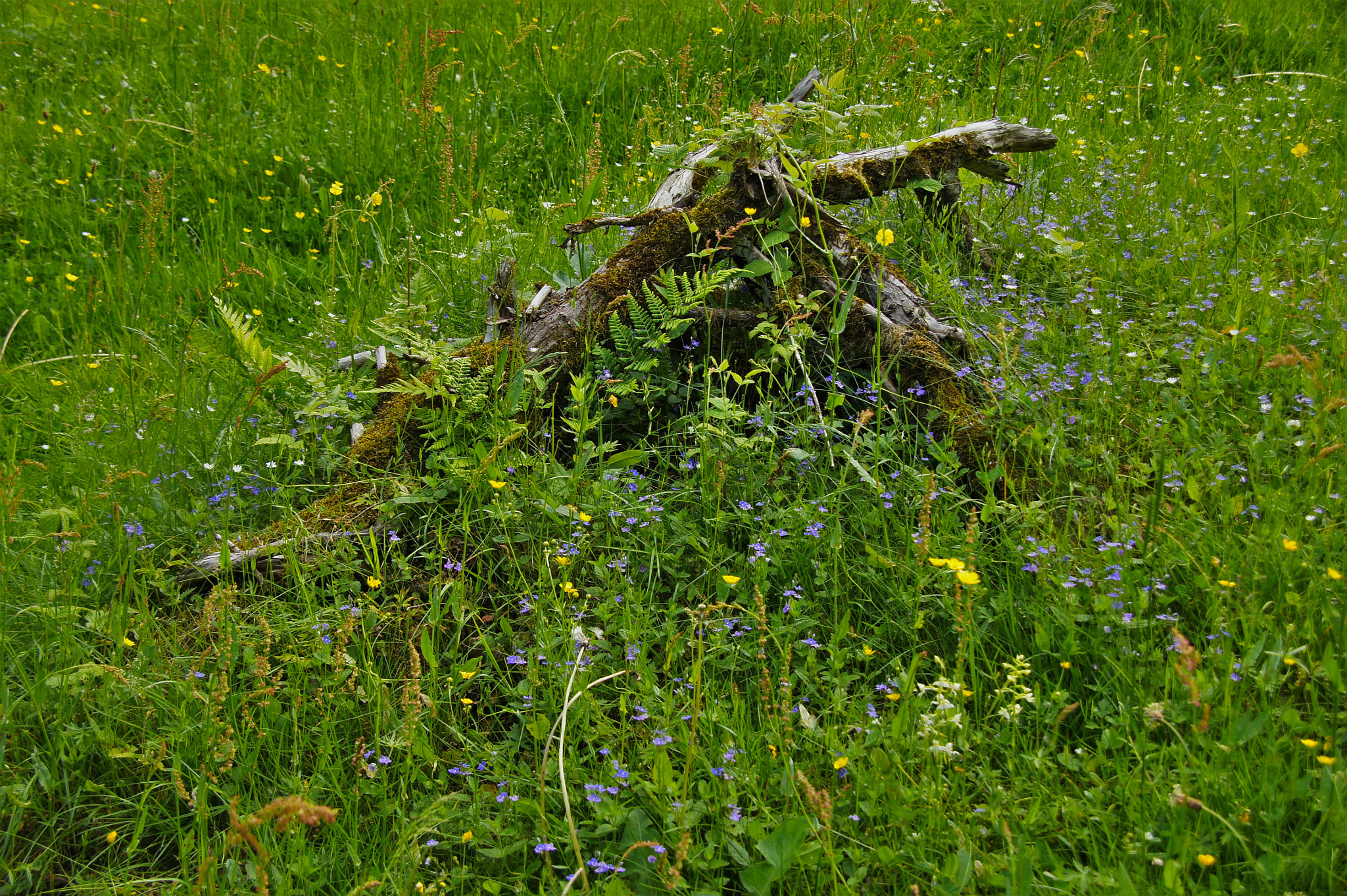 Sony SLT-A33 sample photo. Nature photography