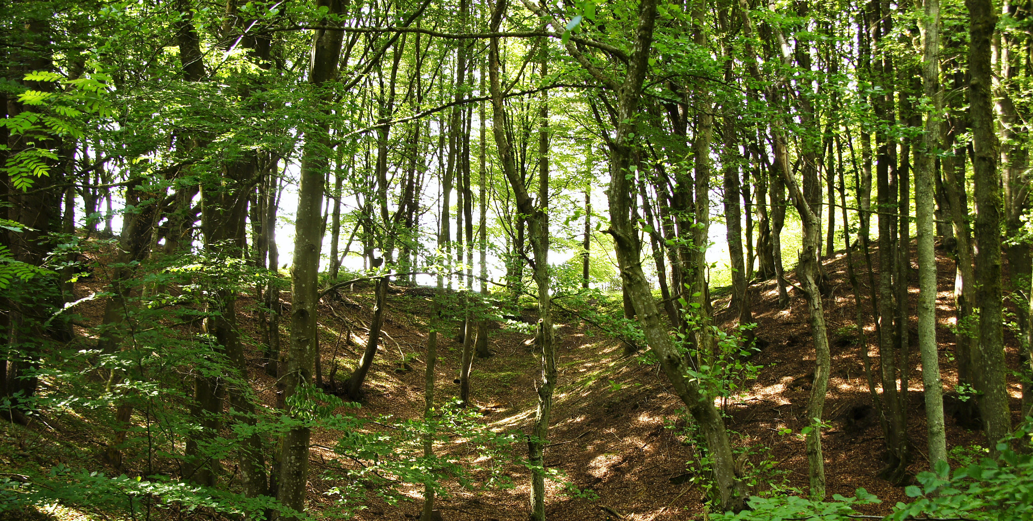 Sony SLT-A33 sample photo. Forrest photography