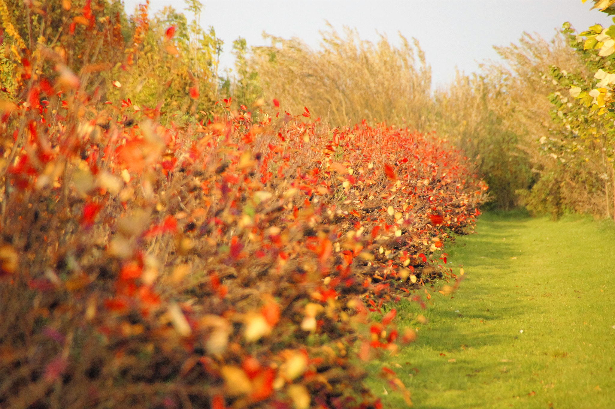 Sony SLT-A33 sample photo. Fall photography