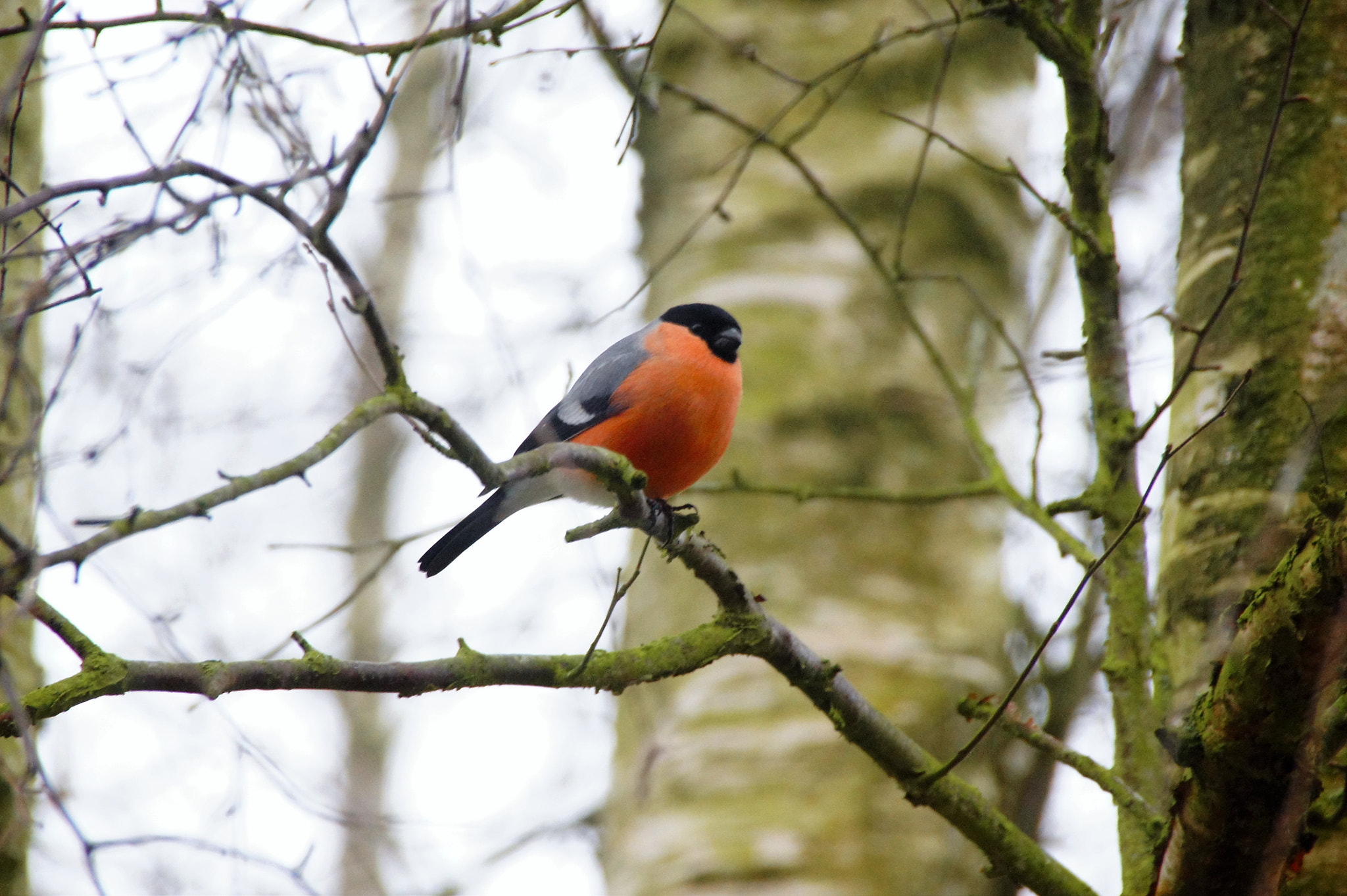 Sony SLT-A33 sample photo. Bullfinch photography