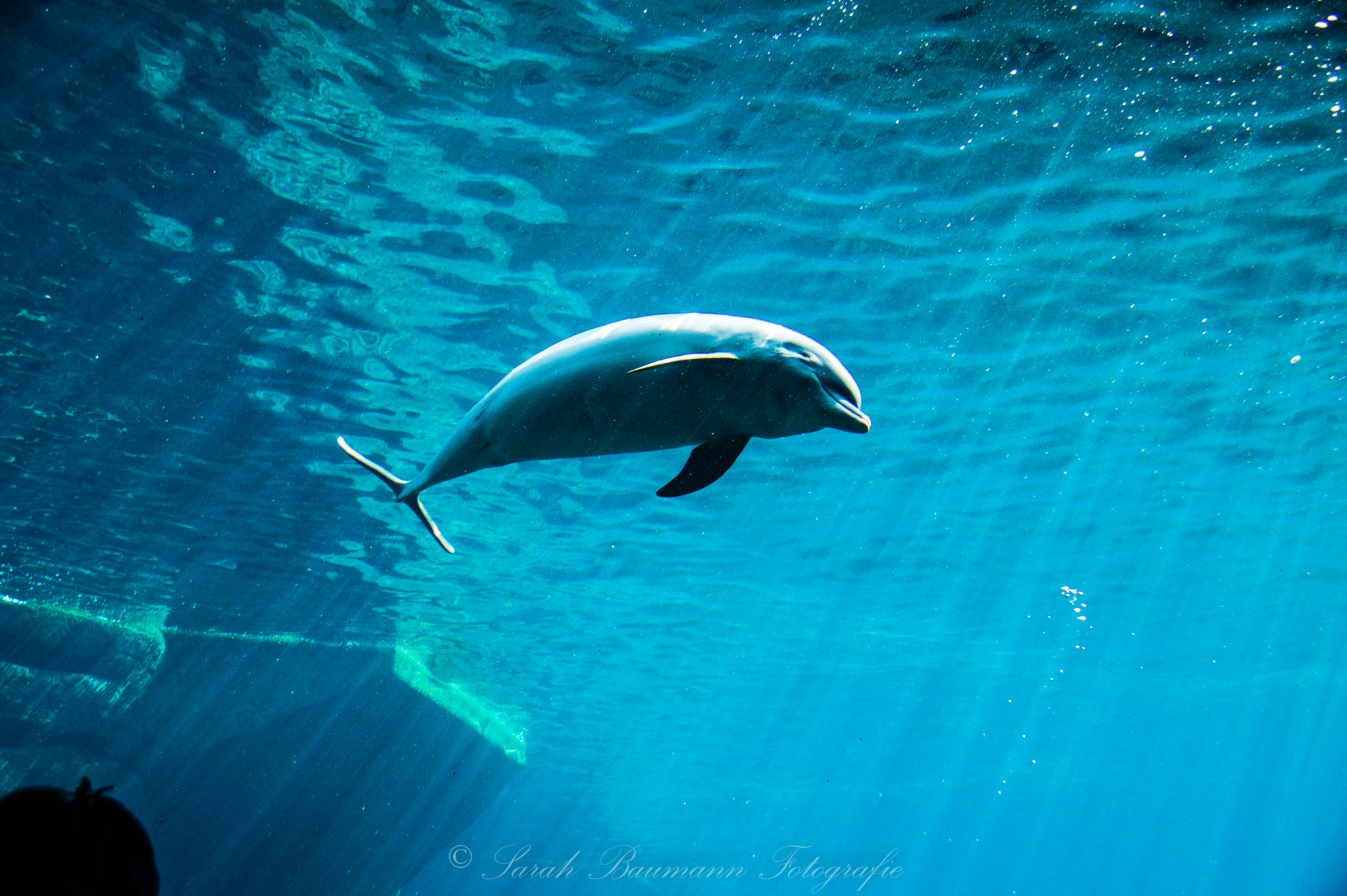 Pentax K-3 II sample photo. Dolphin photography