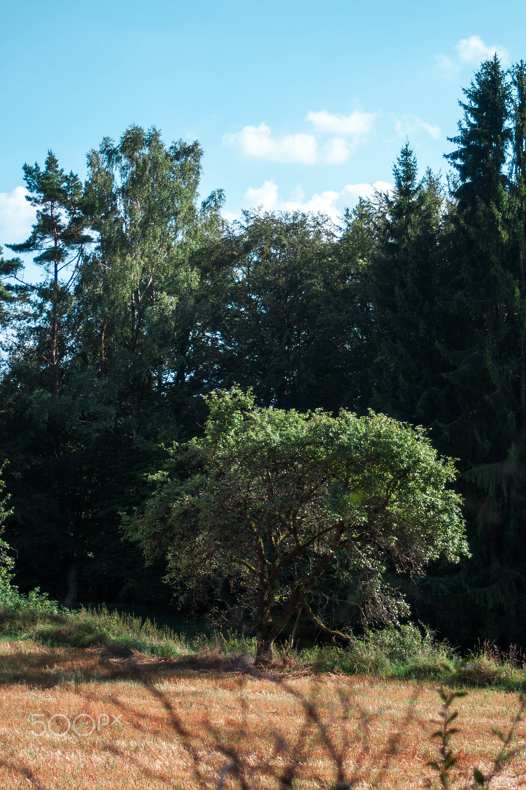 Canon EF 28-80mm f/3.5-5.6 sample photo