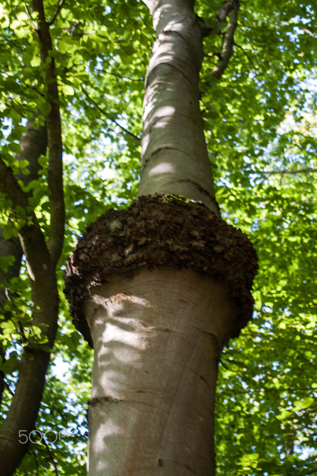 Canon EF 28-80mm f/3.5-5.6 sample photo
