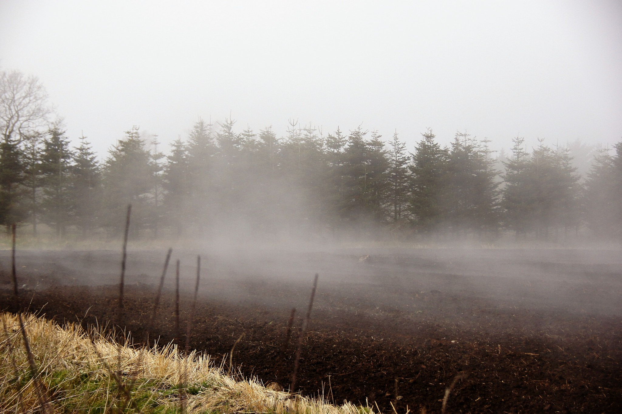 Sony SLT-A33 sample photo. Fog photography
