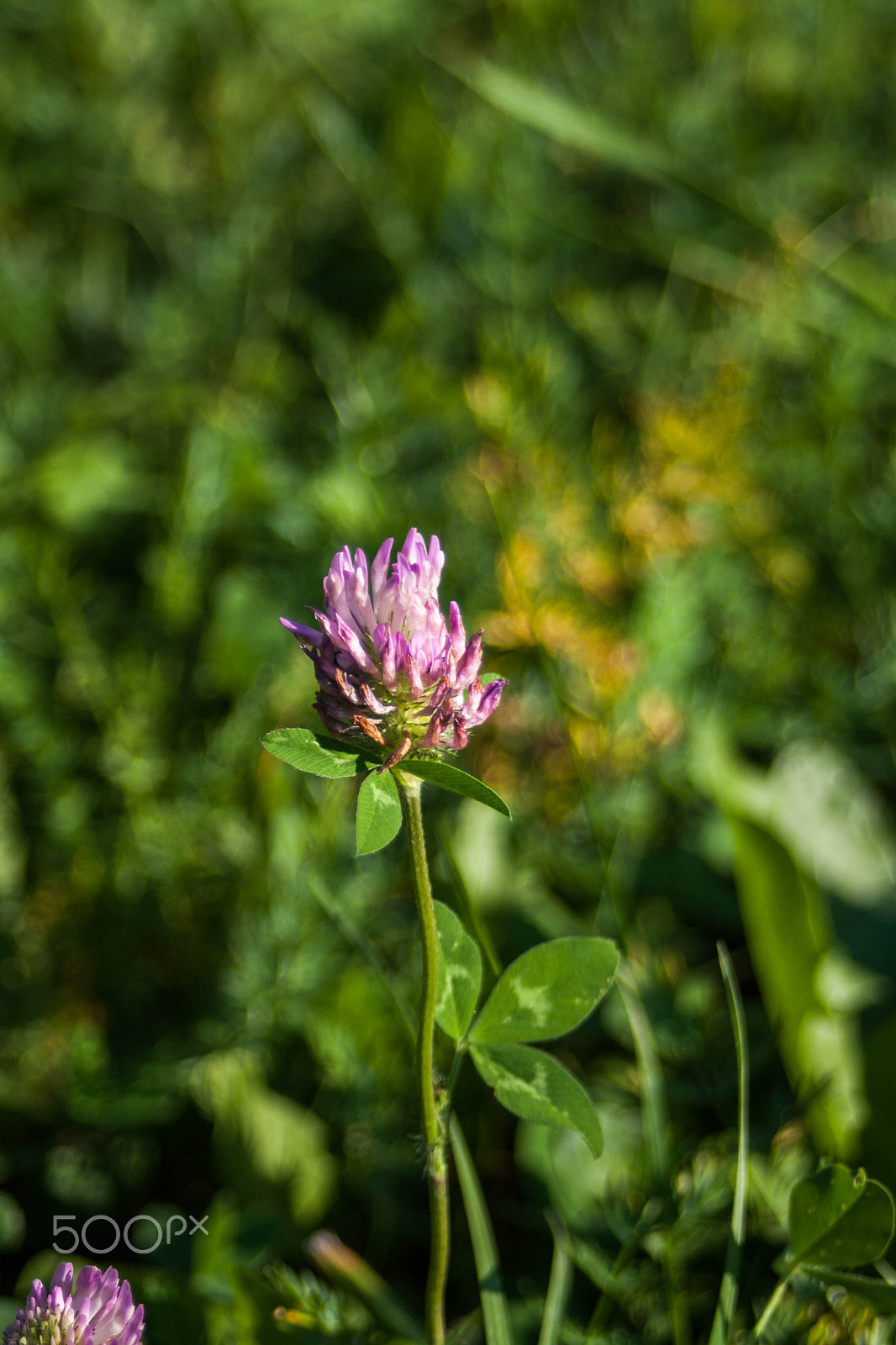 Canon EF 28-80mm f/3.5-5.6 sample photo