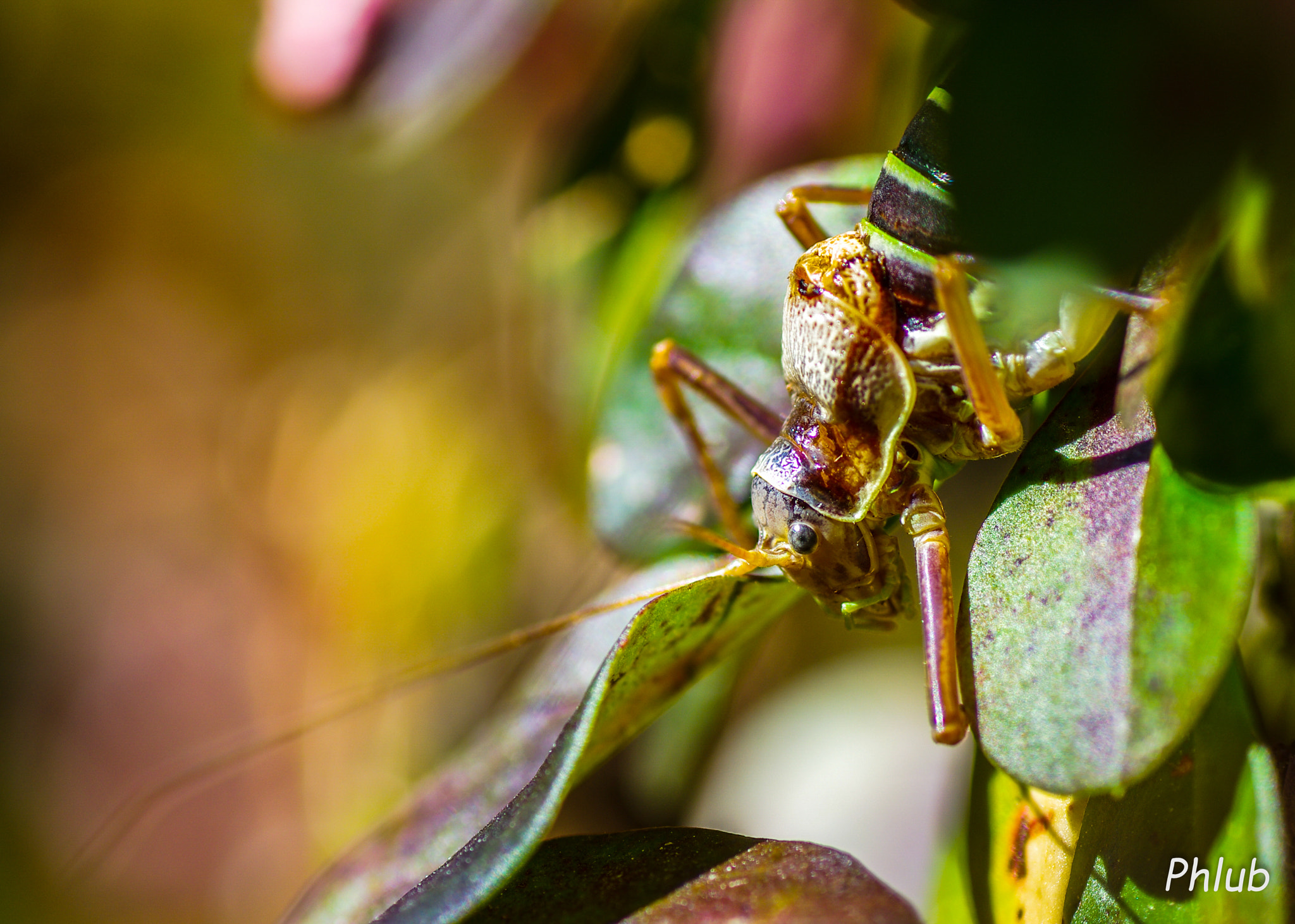 Tamron SP AF 90mm F2.8 Di Macro sample photo. Hiden photography