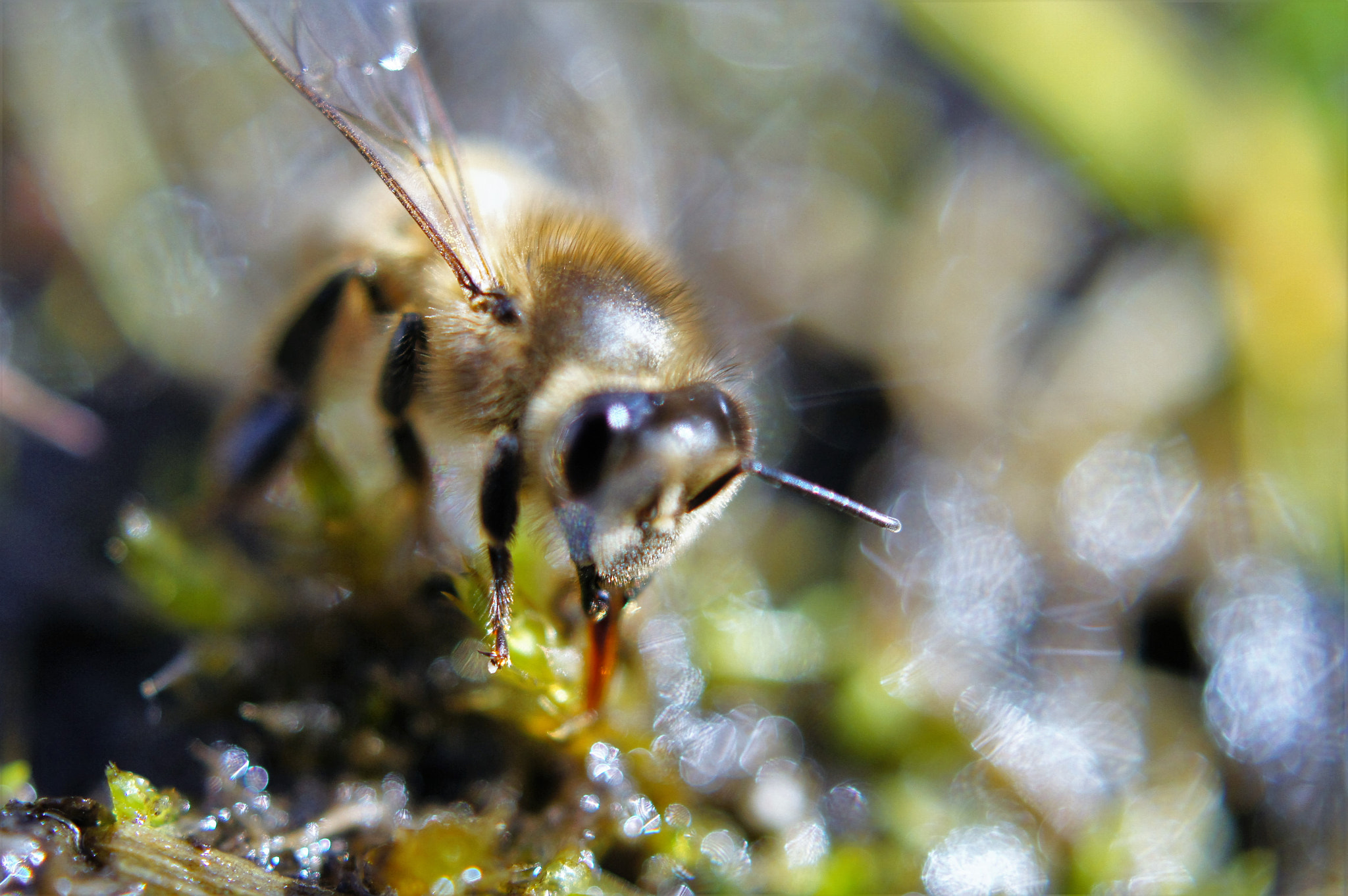 Sony SLT-A33 + Sony DT 30mm F2.8 Macro SAM sample photo. Wasp photography