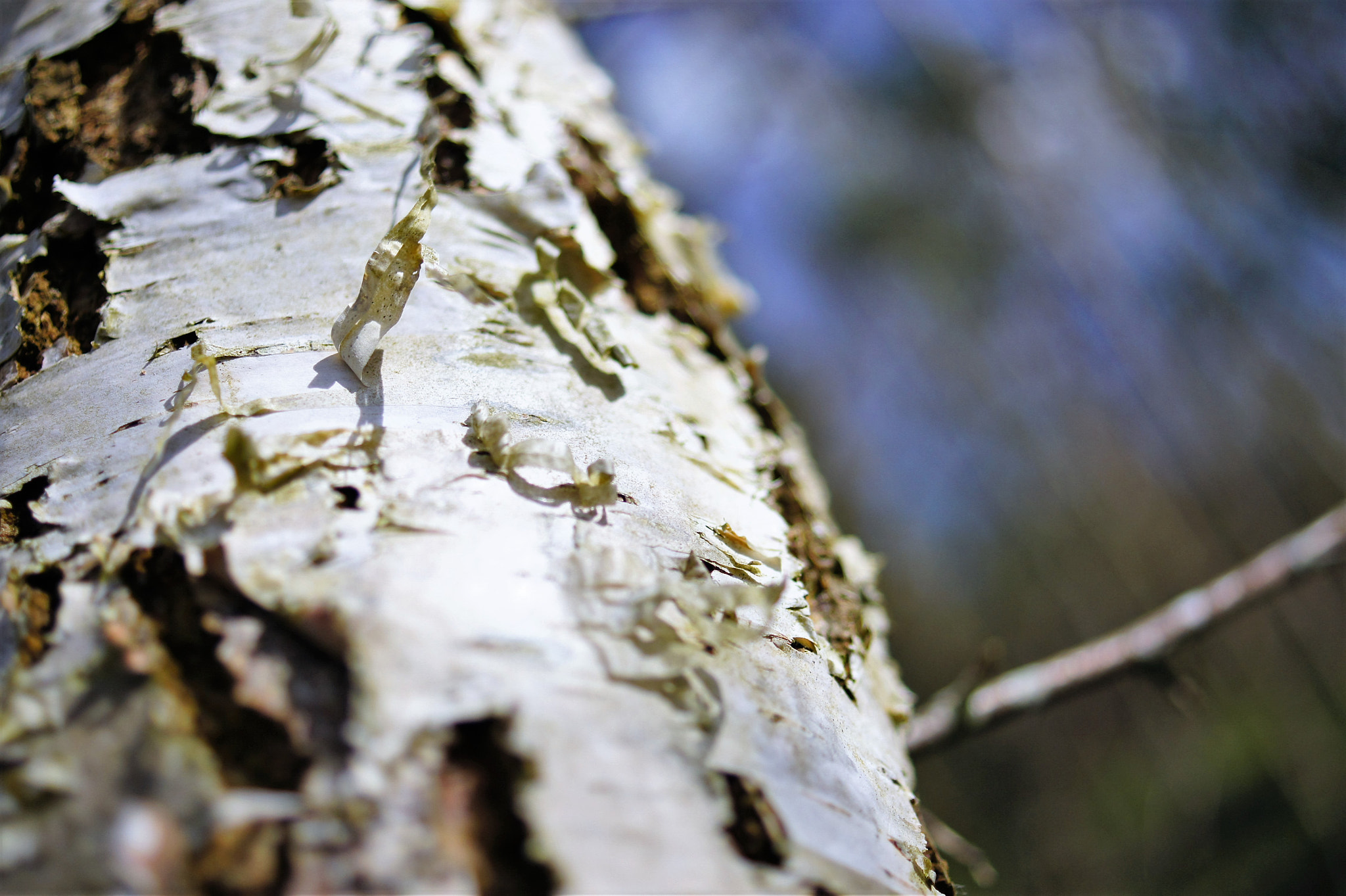 Sony DT 30mm F2.8 Macro SAM sample photo. Birch tree photography