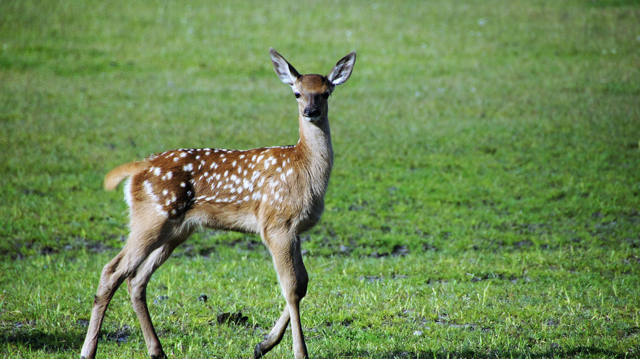 Sony SLT-A33 sample photo. Deer photography