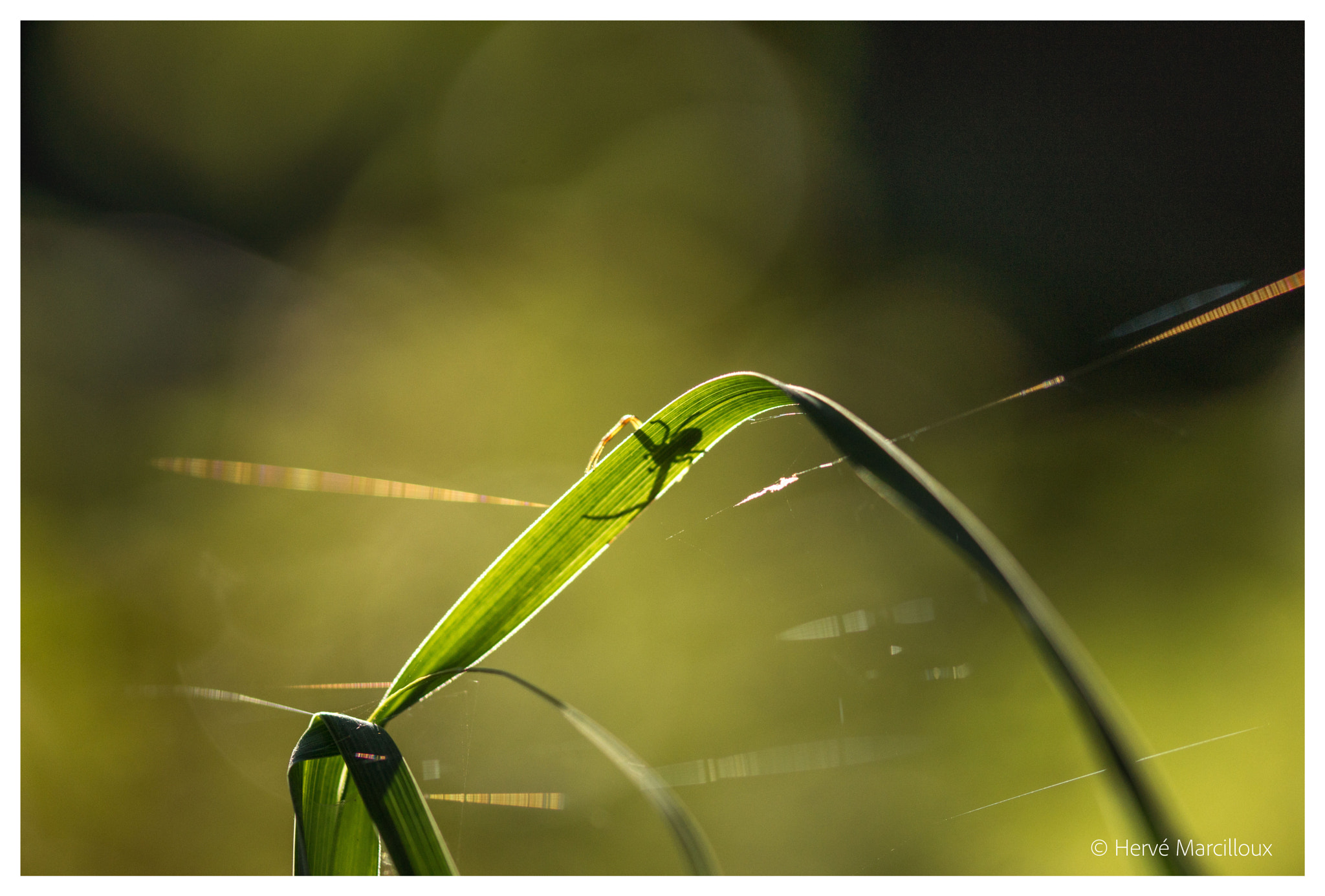 Sony SLT-A77 + 105mm F2.8 sample photo. Hiding photography