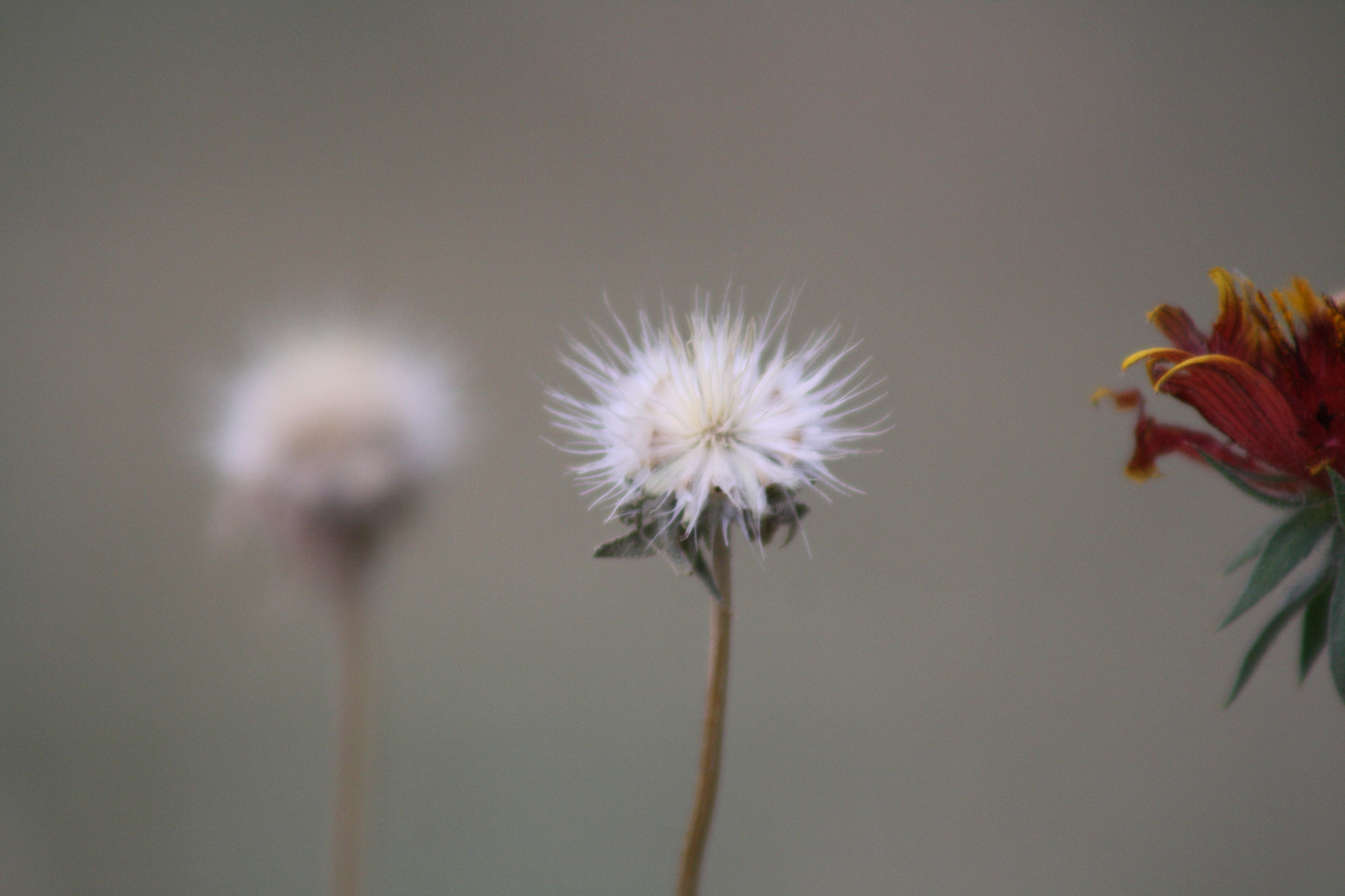 Canon EF 75-300mm f/4-5.6 USM sample photo. Img photography