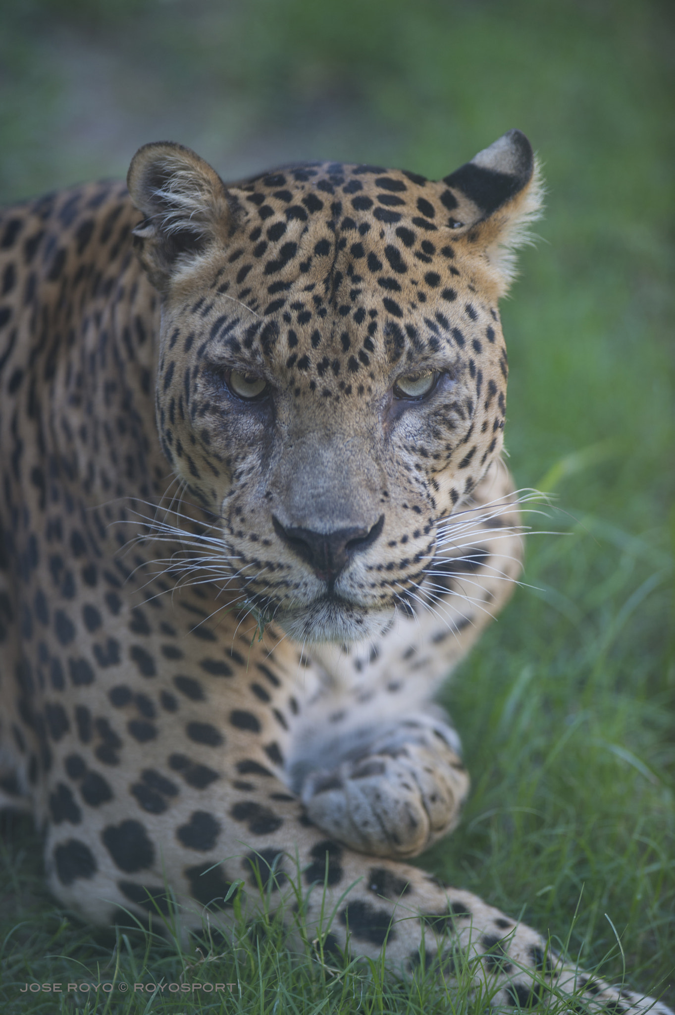 Nikon AF-S Nikkor 300mm F2.8G ED VR II sample photo. Jose royo - royosport photography