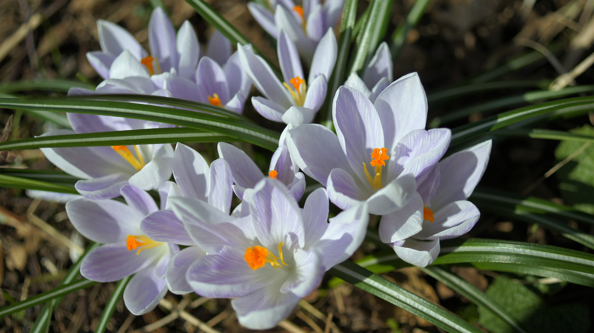 Sony DT 30mm F2.8 Macro SAM sample photo. Flower photography