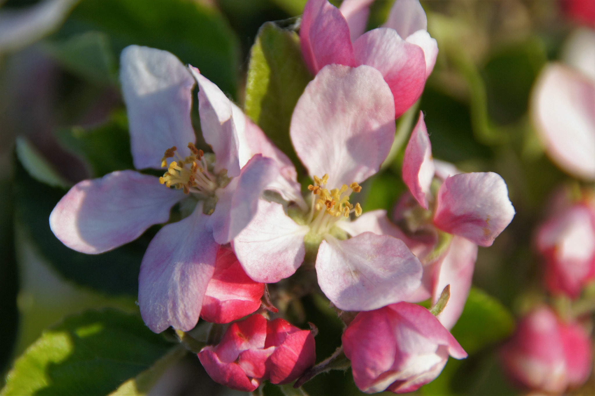 Sony SLT-A33 sample photo. Apple tree photography