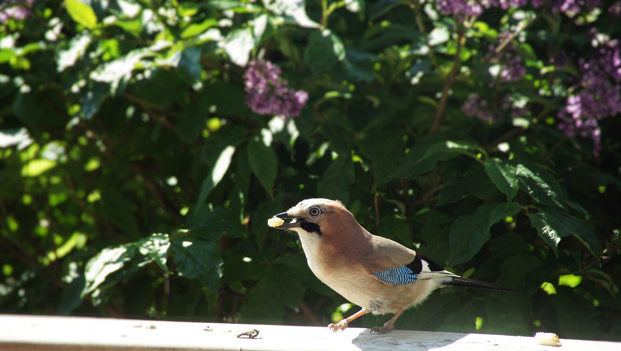 Sony SLT-A33 sample photo. Jay photography
